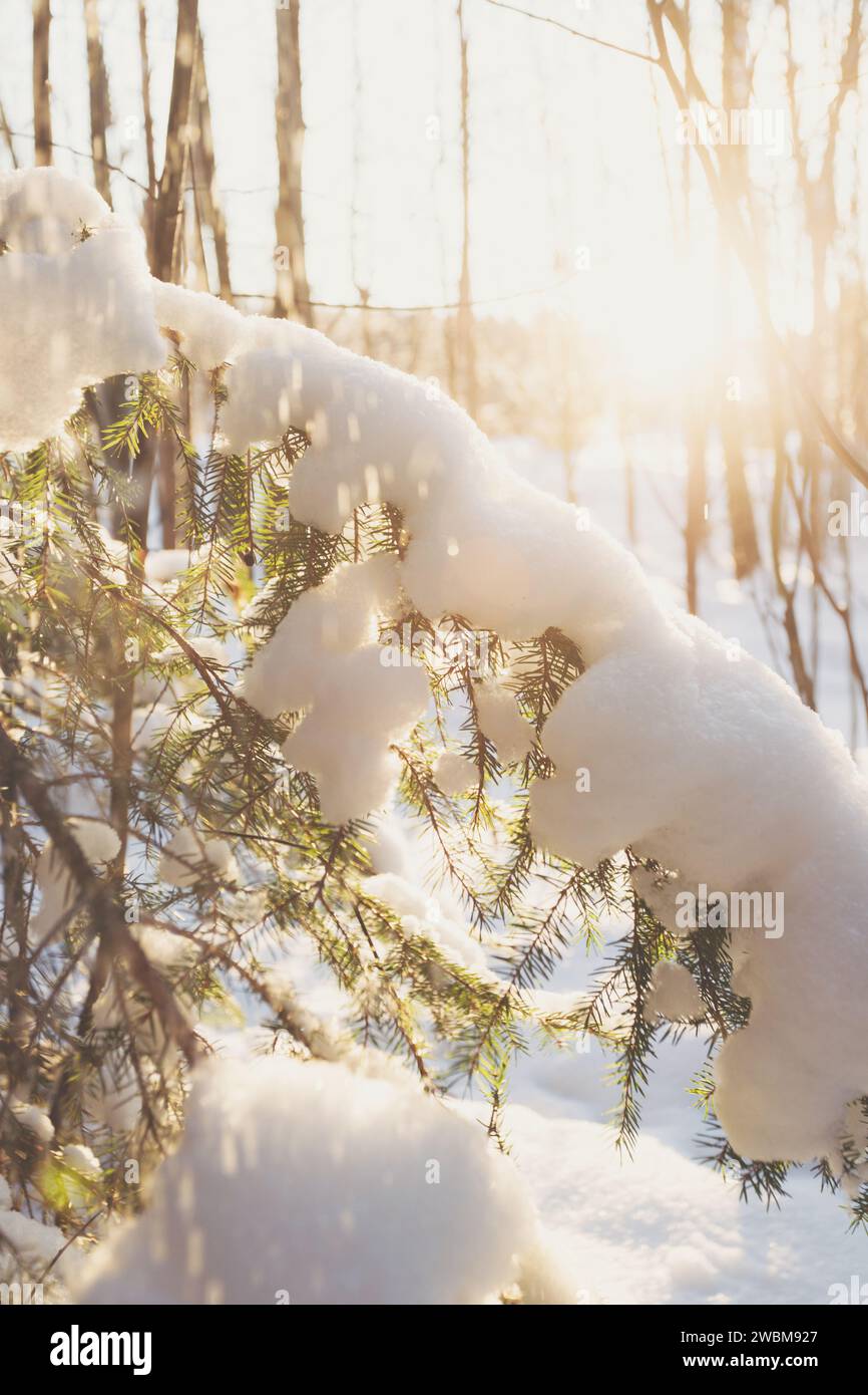 A fir branch, heavy with snow, glistens against the setting winter sun somewhere in Scandinavia. Stock Photo