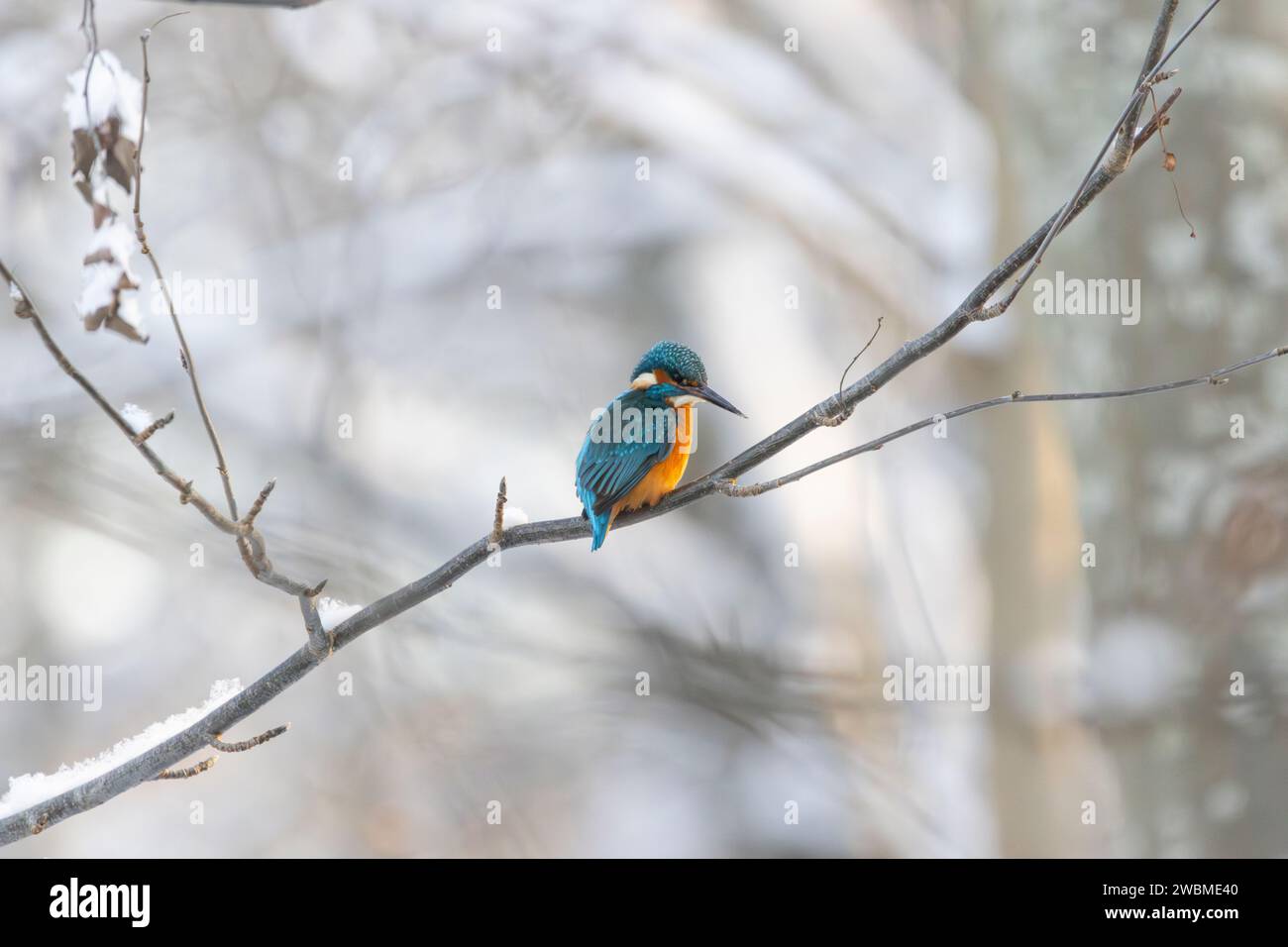 A kingfisher spending the winter by a flowing river in a snowy forest in Estonia Stock Photo