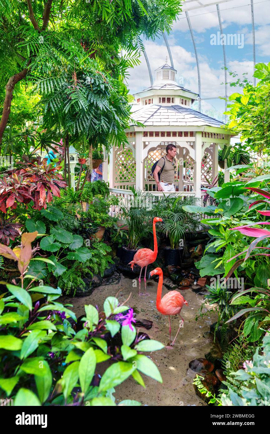 Butterflyconservatory hires stock photography and images Alamy
