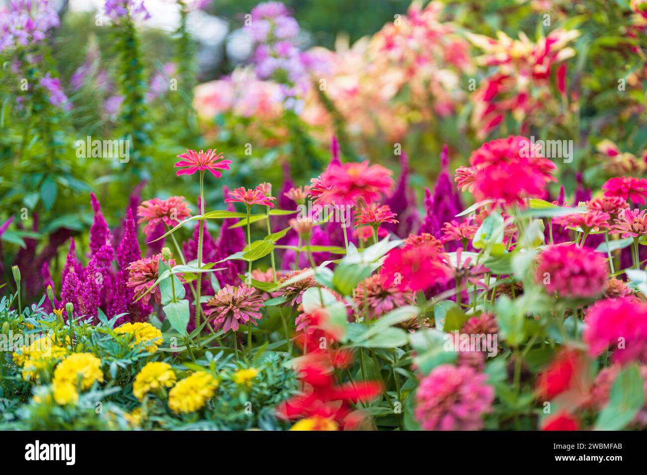 A vibrant display of spring flowers in bright colors Stock Photo - Alamy