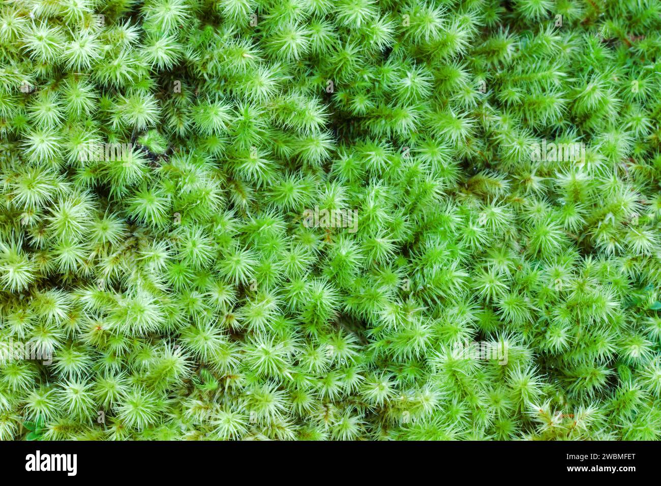 Philonotis fontana (Fountain Apple-moss) is typically of marshes and flushes especially in mountains. It is widespread in the northern hemisphere. Stock Photo