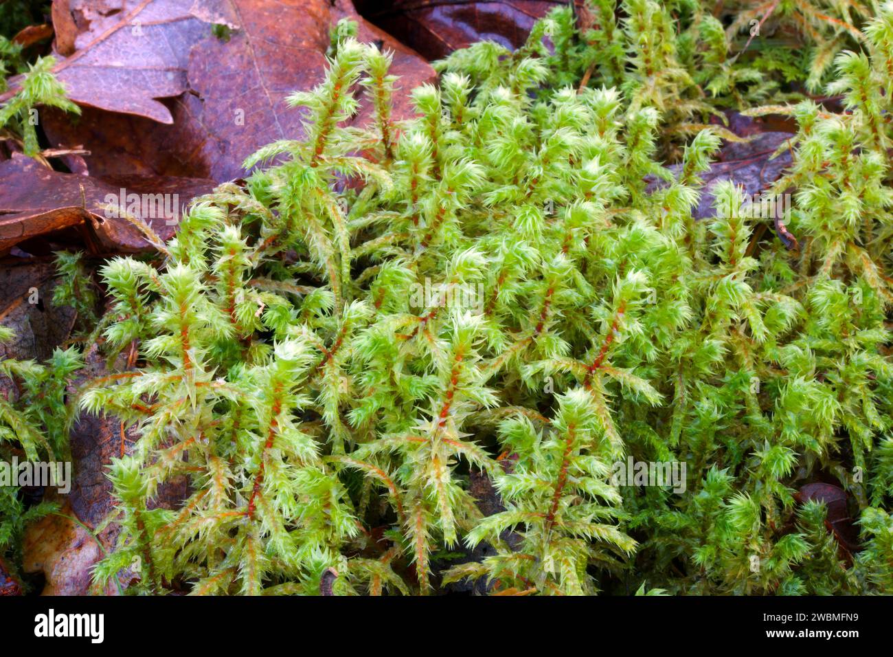 Rhytidiadelphus triquetrus (big shaggy-moss) is often the dominating moss species in moderately rich forest habitats in boreal regions. Stock Photo