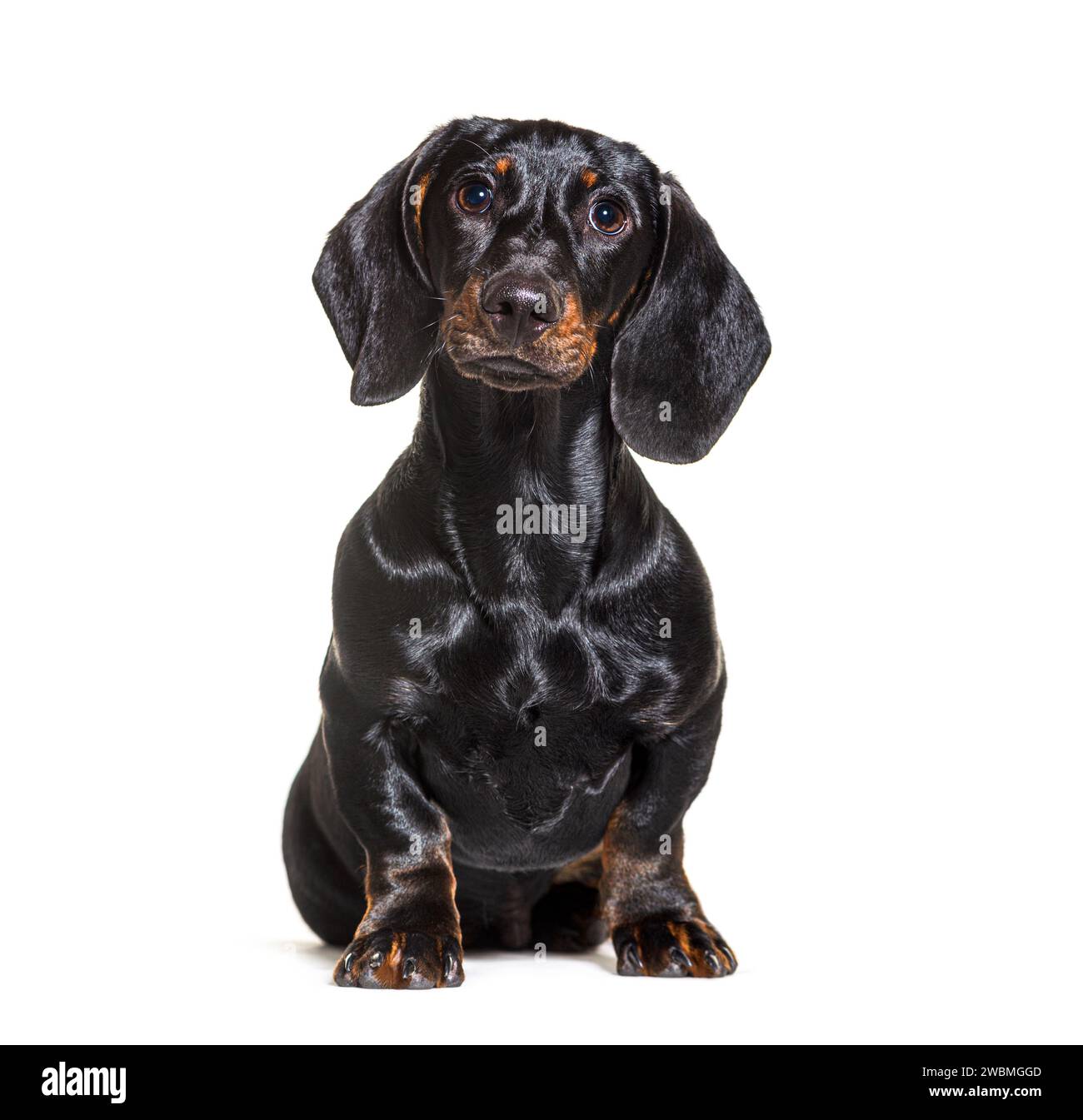 Dachshund dog, sitting in front of white background Stock Photo