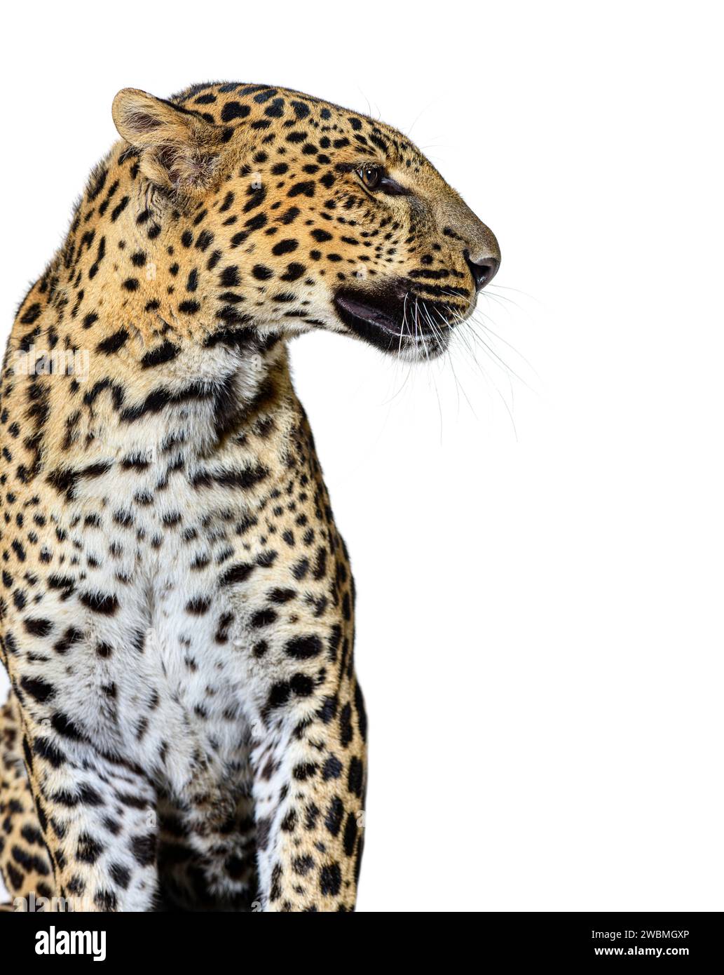 profile head shot of a spotted Leopard looking right, isolated on white Stock Photo