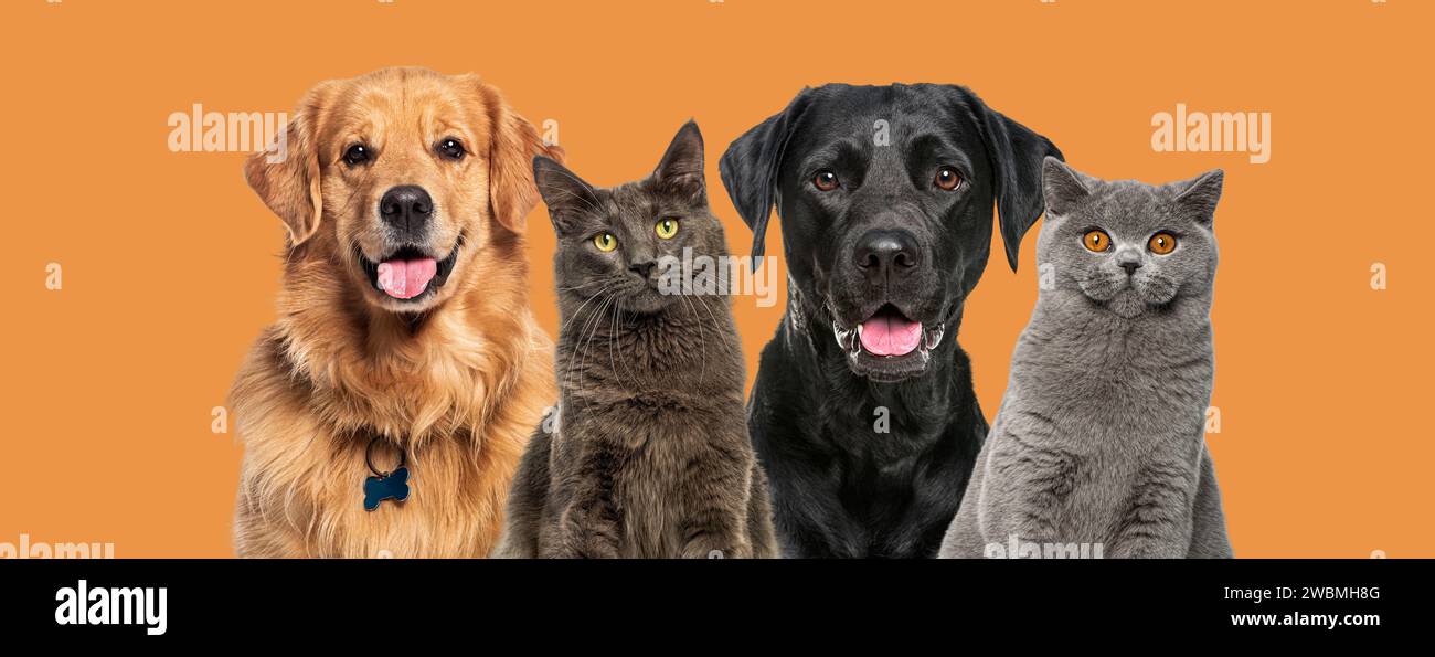 Happy Cats and dogs panting, together in a row, agaisnt orange Stock Photo