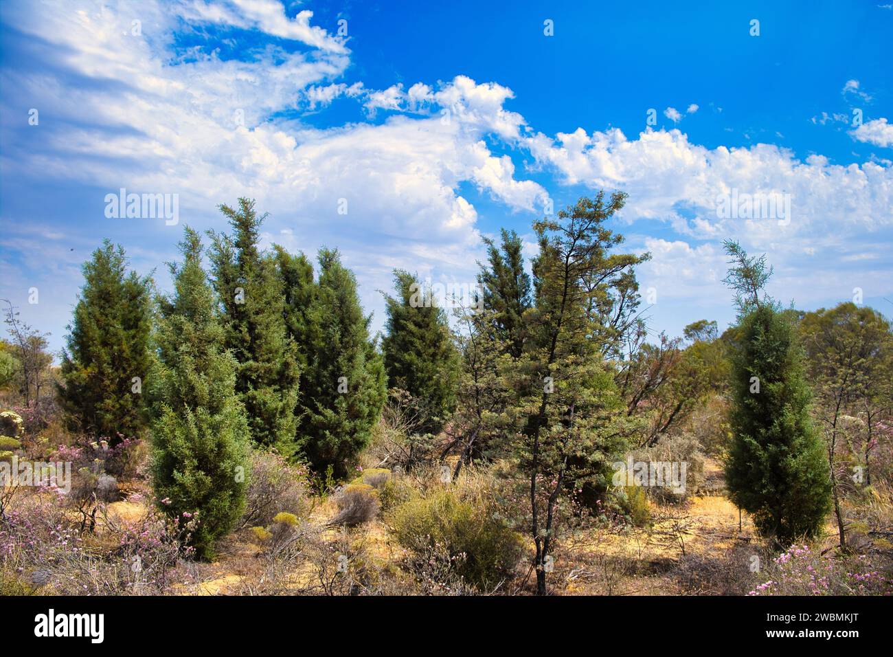 Sandplain cypresses (Callitris arenaria), indigenous to the midwest of Western Australia, in Reynoldson Reserve, Wongan Hills Stock Photo