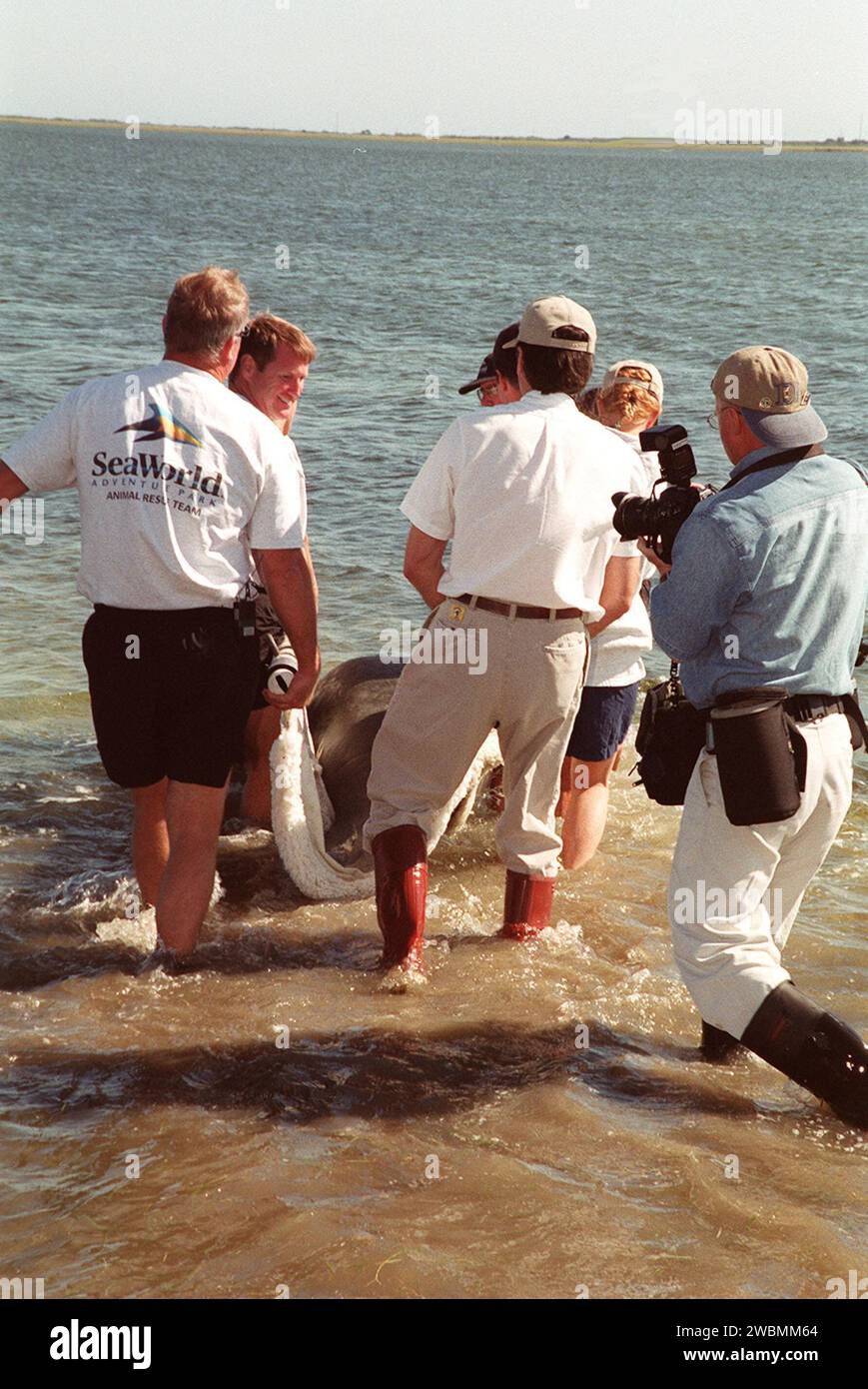 Manatee Injuries Sea World workers release a young manatee into the Banana River near ...