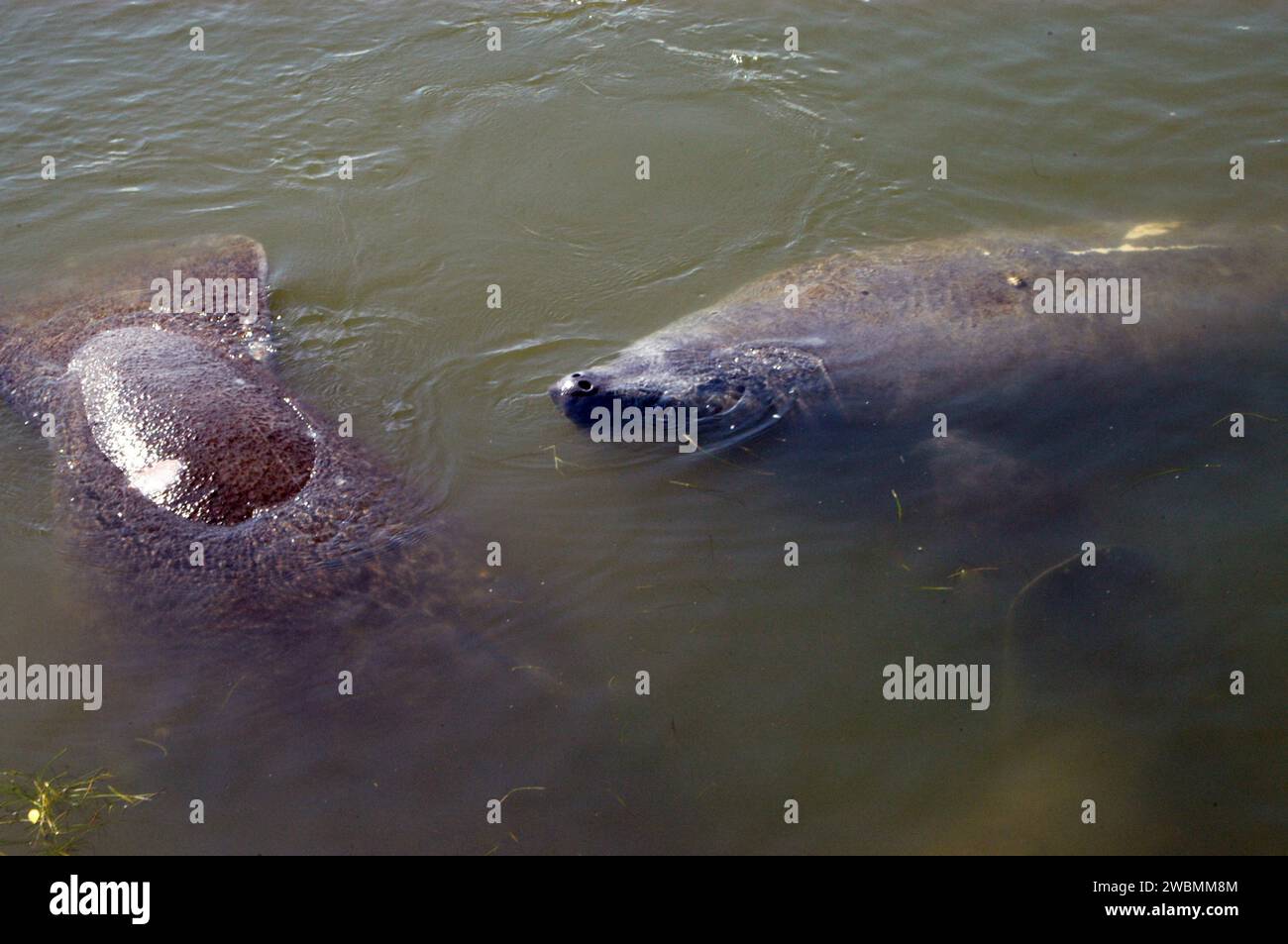 KENNEDY SPACE CENTER, FLA. - Two manatees surface in the Haulover Canal near NASA’s Kennedy Space Center. Manatees live in Florida's warm-water rivers and inland springs. The Florida manatee feeds on more than 60 varieties of grasses and plants. Manatee cows give birth about once every three years. Gestation lasts about 12 months. KSC shares a boundary with the Merritt Island National Wildlife Refuge, which encompasses 92,000 acres that are a habitat for more than 331 species of birds, 31 mammals, 117 fishes, and 65 amphibians and reptiles. Stock Photo
