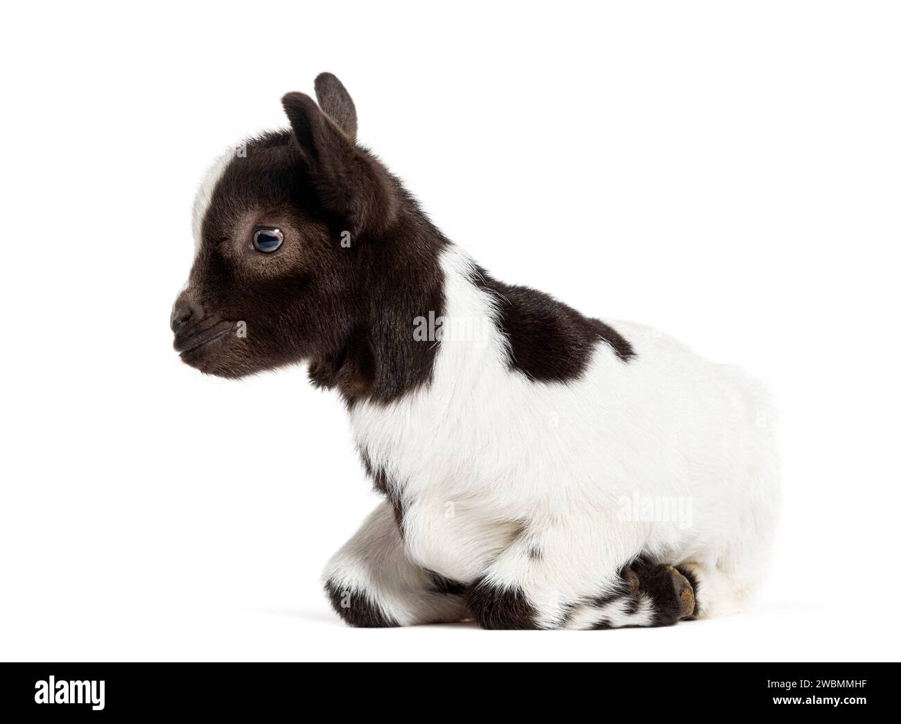 kneeling Black and white kid of a Tibetan Pigmy Goat, isolated on white Stock Photo