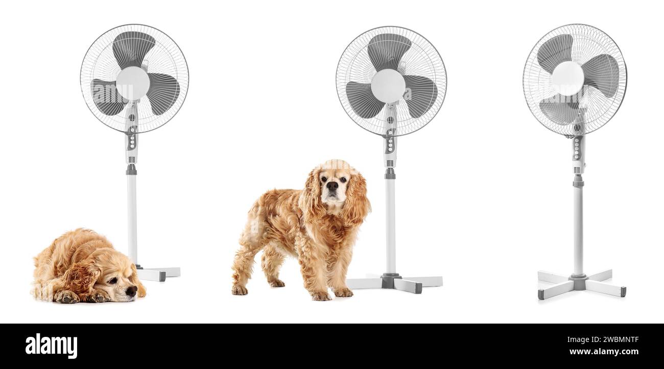 Set of cute dogs with electric fans on white background Stock Photo Alamy