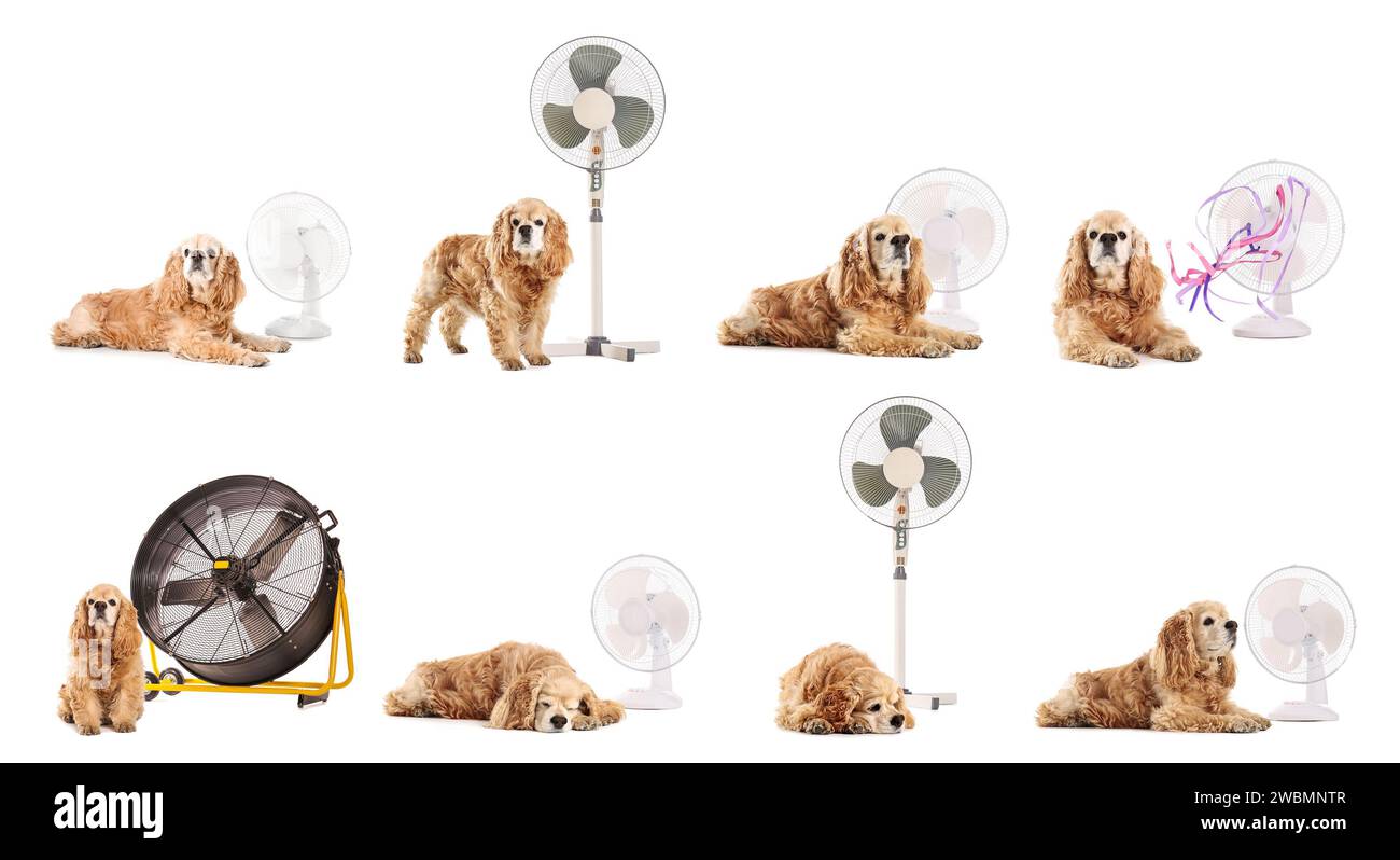 Animal Using A Fan Set of cute dogs with different electric fans on white background Stock ...
