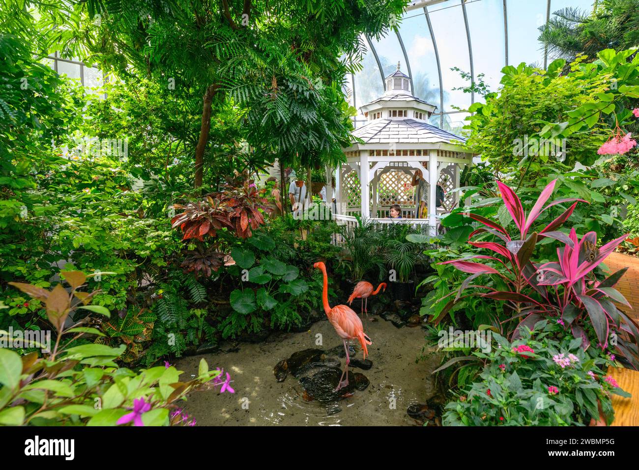 Butterfly Conservatory Butterflies and Flamingos Key West, Florida USA