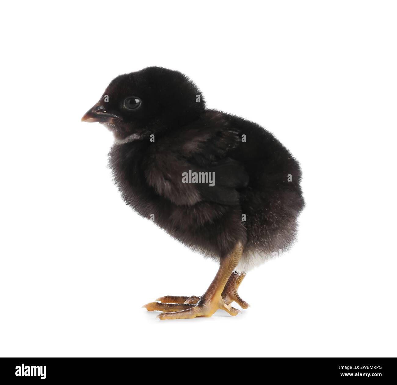 Cute little chick on white background Stock Photo