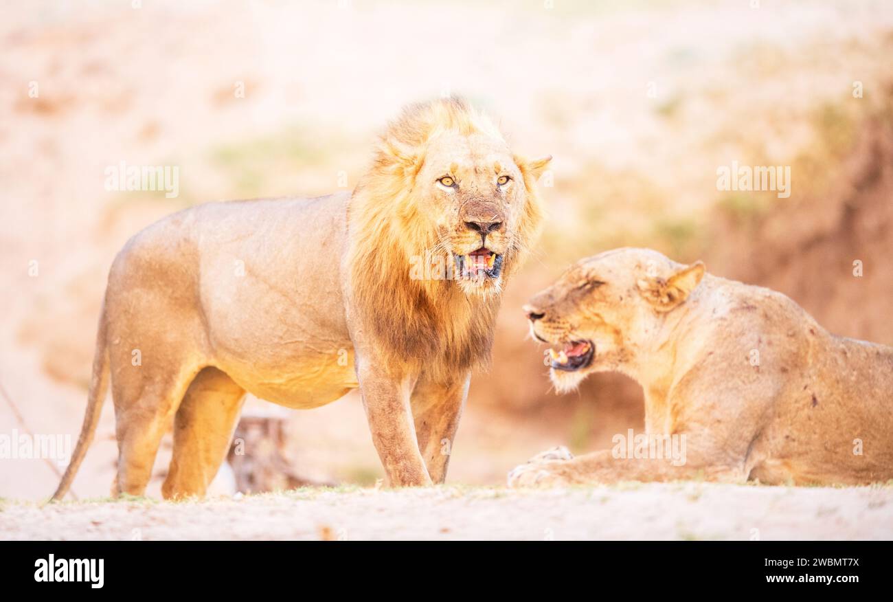 A closeup image of a pair of lions , south luangwa , Zambia Stock Photo