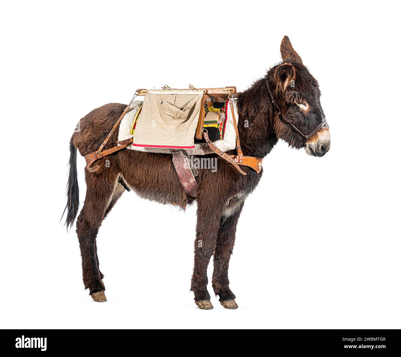 Martina Franca donkey Carry Newborn pecora Sopravissana Lambs Inside ...