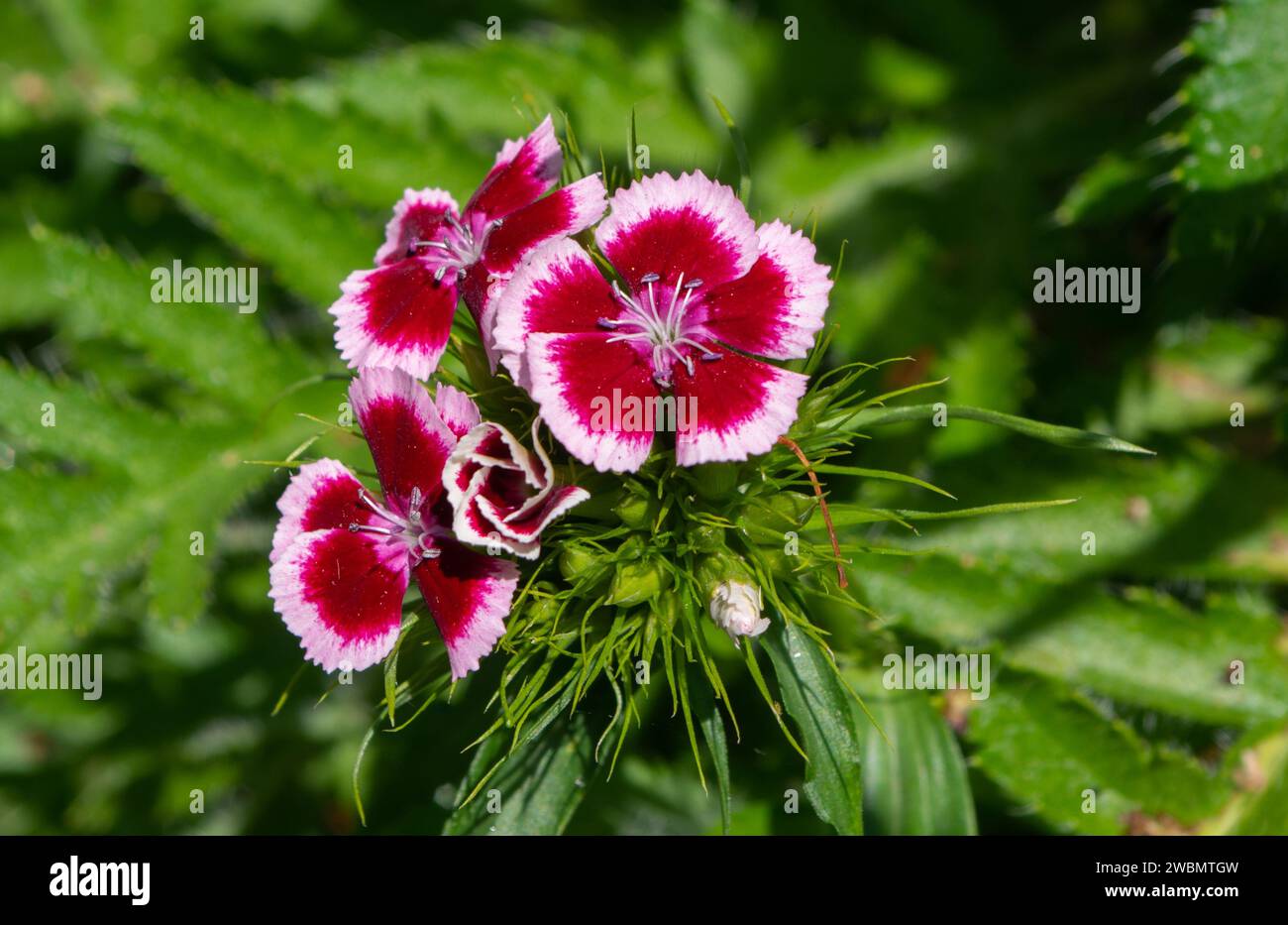 Dianthus barbatus Sweet William Bi Colour or Color Plant in Flower Stock Photo