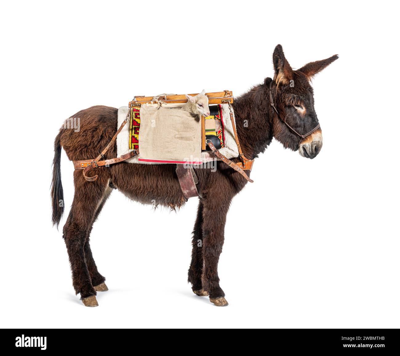 Martina Franca donkey Carry Newborn pecora Sopravissana Lambs Inside ...
