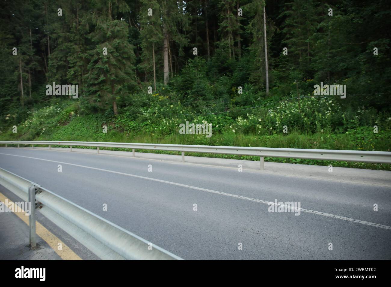 Asphalt road in green forest Stock Photo - Alamy