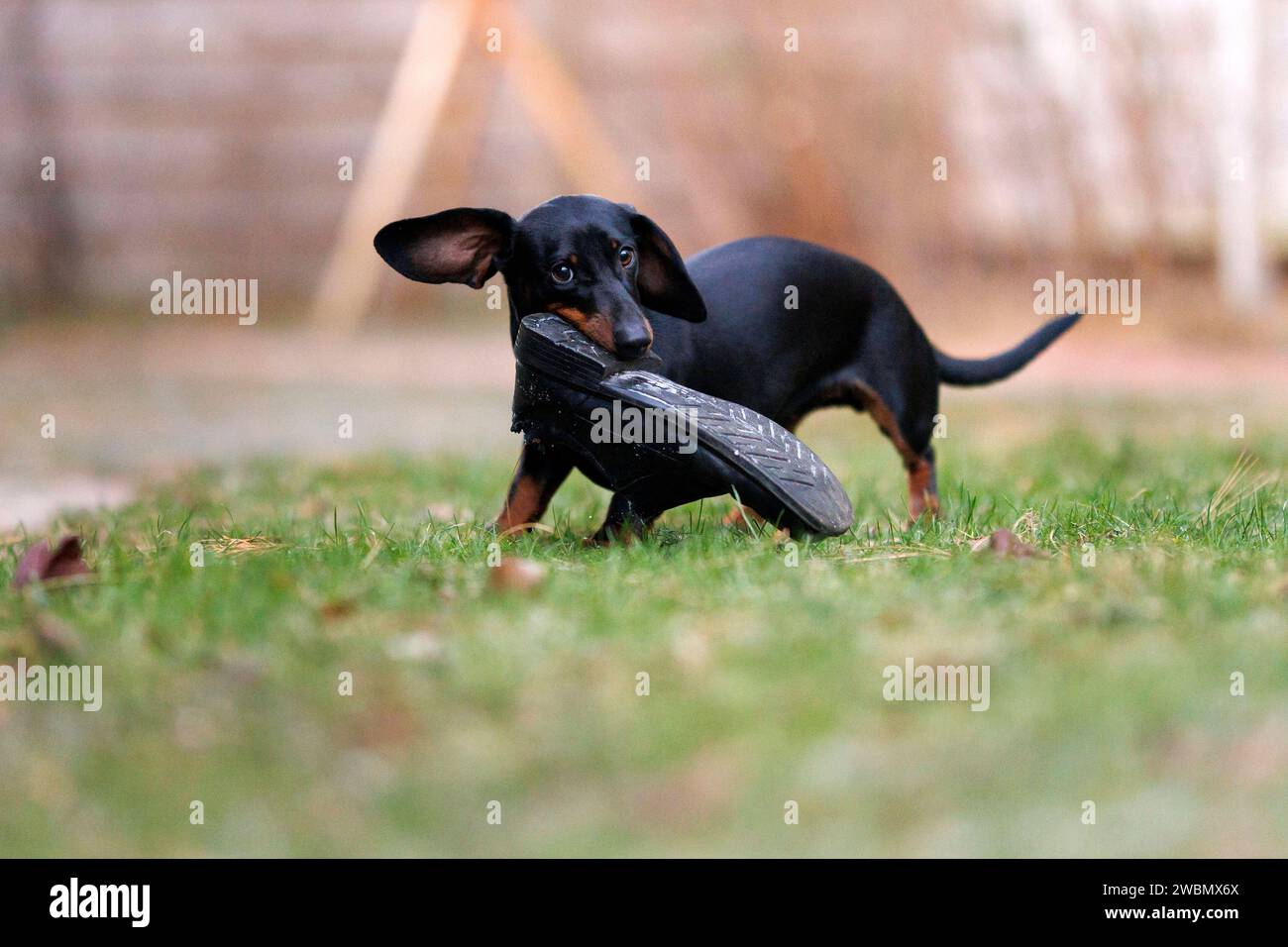 Ein Dackel hat einen Schuh geklaut und begonnen, das Leder zu zerkauen. Hunde sind aktive und intelligente Tiere, die nach geistiger und körperlicher Anregung suchen. Wenn sie nicht genug Beschäftigung und Abwechslung haben, suchen sie nach alternativen Möglichkeiten, ihre Energie loszuwerden. Themenbild, Symbolbild Frechen, 11.01.2024 NRW Deutschland *** A dachshund has stolen a shoe and started chewing up the leather Dogs are active and intelligent animals that seek mental and physical stimulation When they dont have enough to do and variety, they look for alternative ways to get rid of thei Stock Photo