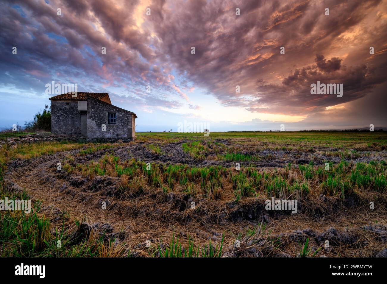 Sunset in the green rice fields near Valencia, Spain, with a rural cottage and spectacular stormy sky. Stock Photo