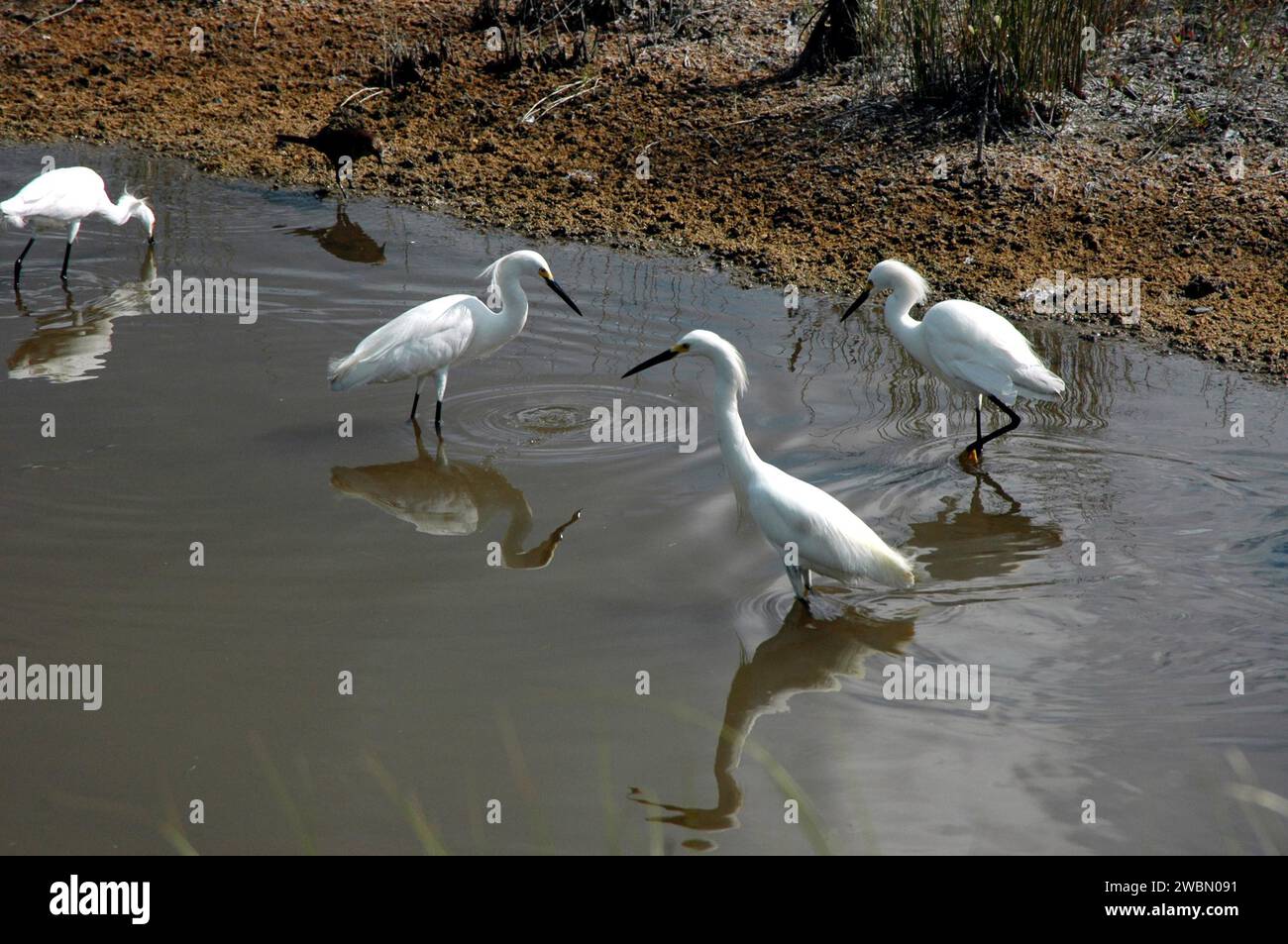 KENNEDY SPACE CENTER, FLA. - Snowy egrets join in a feeding frenzy in a marshy area of the Merritt Island National Wildlife Refuge. Ranging from northern California, Oklahoma and Maine to southern South America, the snowy egret winters north to California and South Carolina. In the East, they are best known as salt marsh birds. Once an endangered species, their numbers have increased. The refuge was established in 1963 on Kennedy Space Center land and water not used by NASA for the space program. The marshes and open water of the refuge provide wintering grounds for 23 species of migratory wat Stock Photo