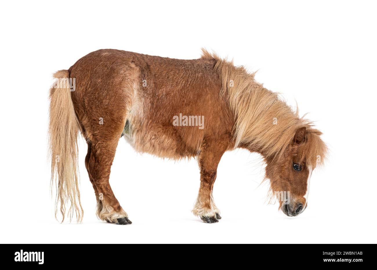 Falabella, Falabella Miniature Horse, Falabella Pony, Argentine Dwarf, Miniature Horse, Toy Horse Stock Photo