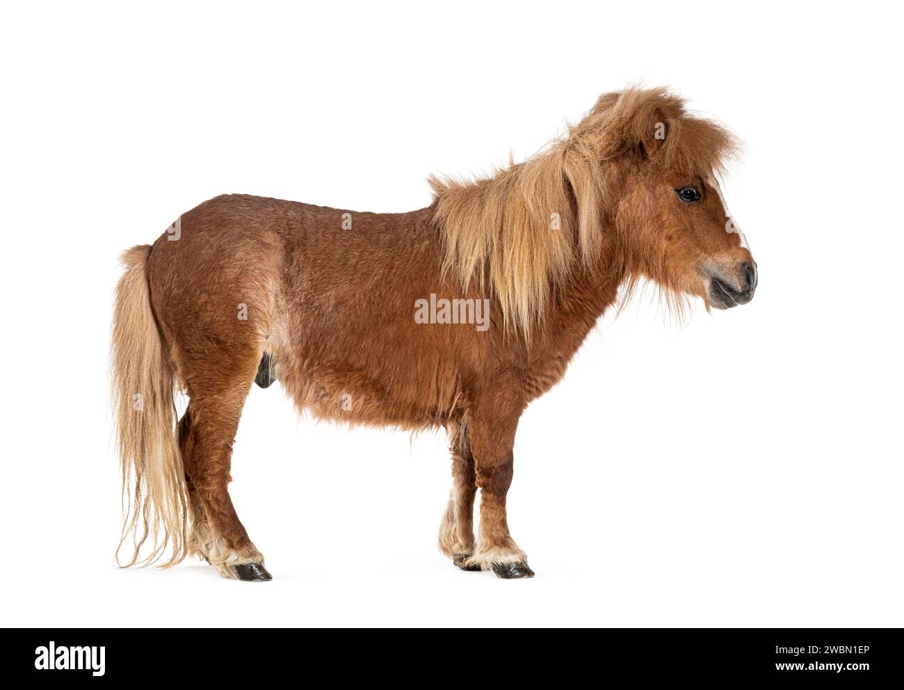 Falabella, Falabella Miniature Horse, Falabella Pony, Argentine Dwarf, Miniature Horse, Toy Horse Stock Photo