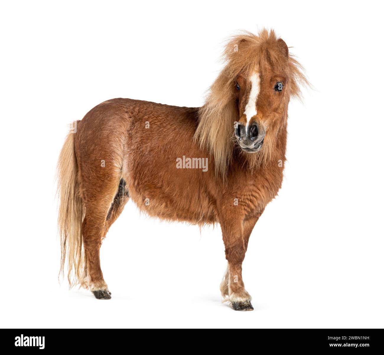 Falabella, Falabella Miniature Horse, Falabella Pony, Argentine Dwarf, Miniature Horse, Toy Horse Stock Photo