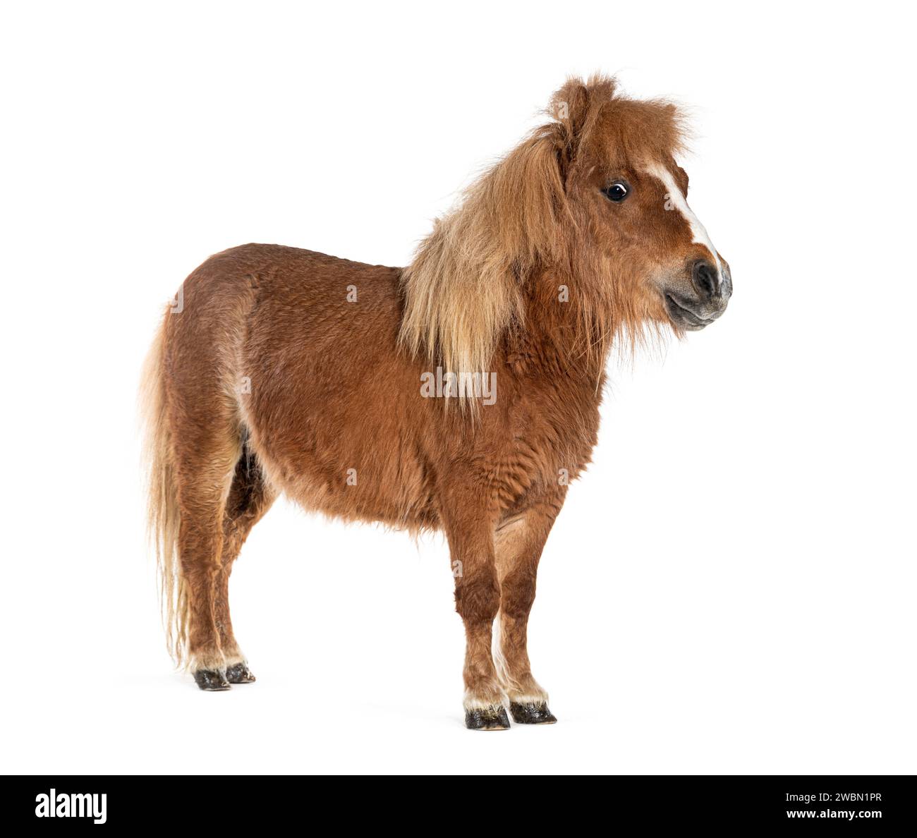 Falabella, Falabella Miniature Horse, Falabella Pony, Argentine Dwarf, Miniature Horse, Toy Horse Stock Photo