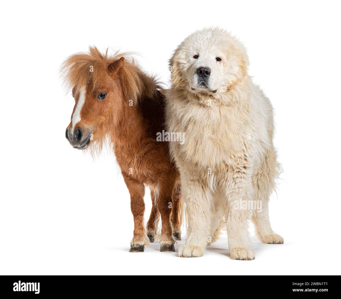 maremma-sheepdog-and-falabella-miniature-horse-side-by-side-isolated