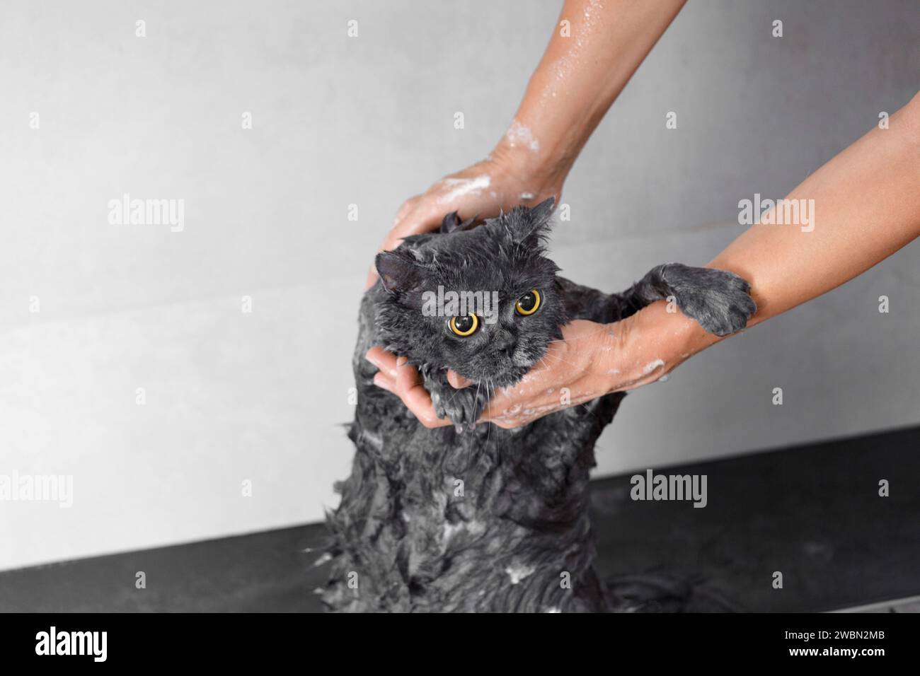 Funny wet british cat in the shampoo foam in the shower, cat bathing, pet hygiene, care, care