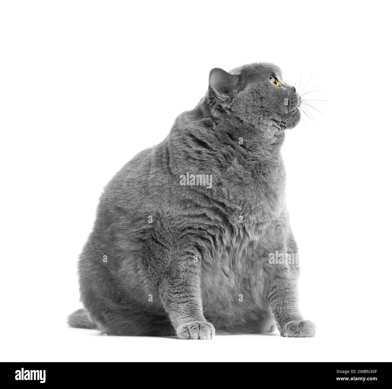 A fat gray British cat with big yellow eyes sits on a white background. Obesity of the Scottish cat. Stock Photo
