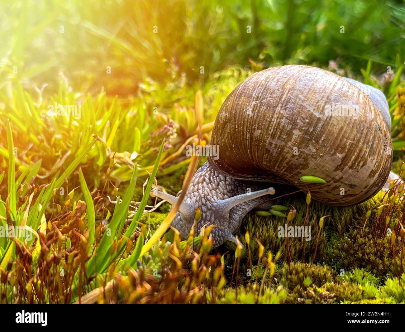 large snail on green moss Stock Photo