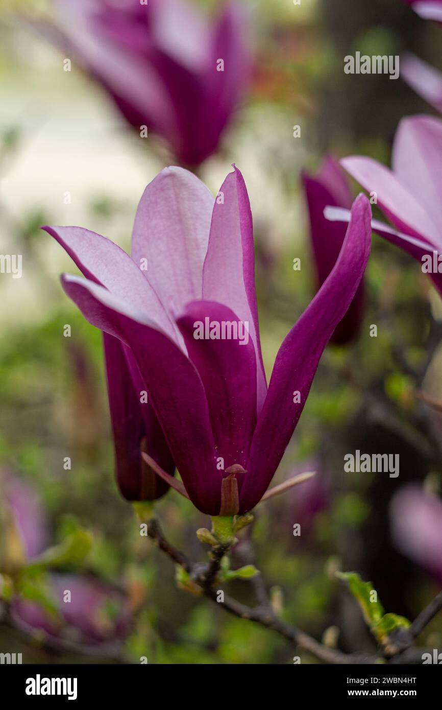 magnolia flowers, purple magnolia, spring flowers Stock Photo