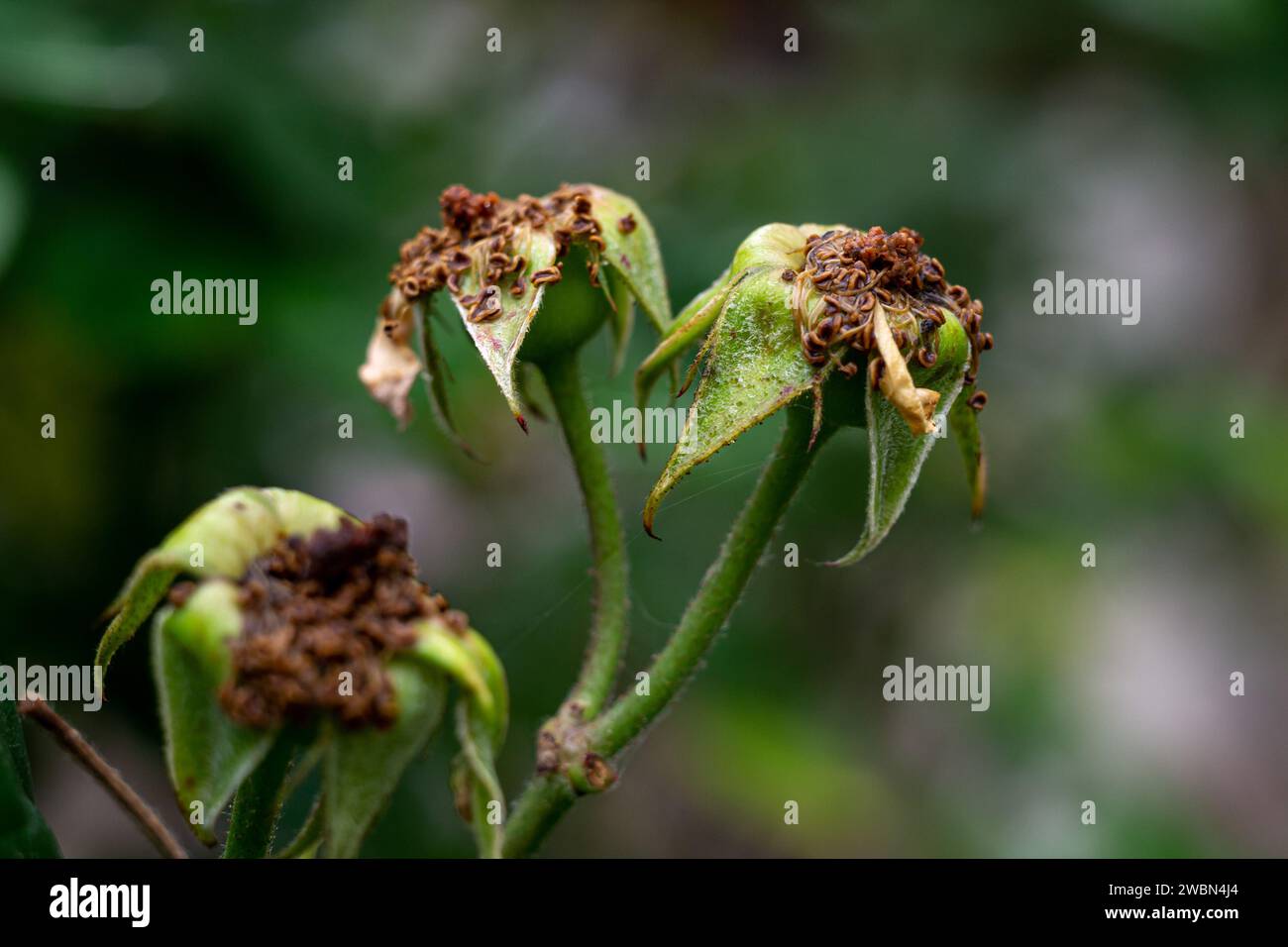 wilted rose flowers, fallen rose buds, rose buds without petals Stock Photo