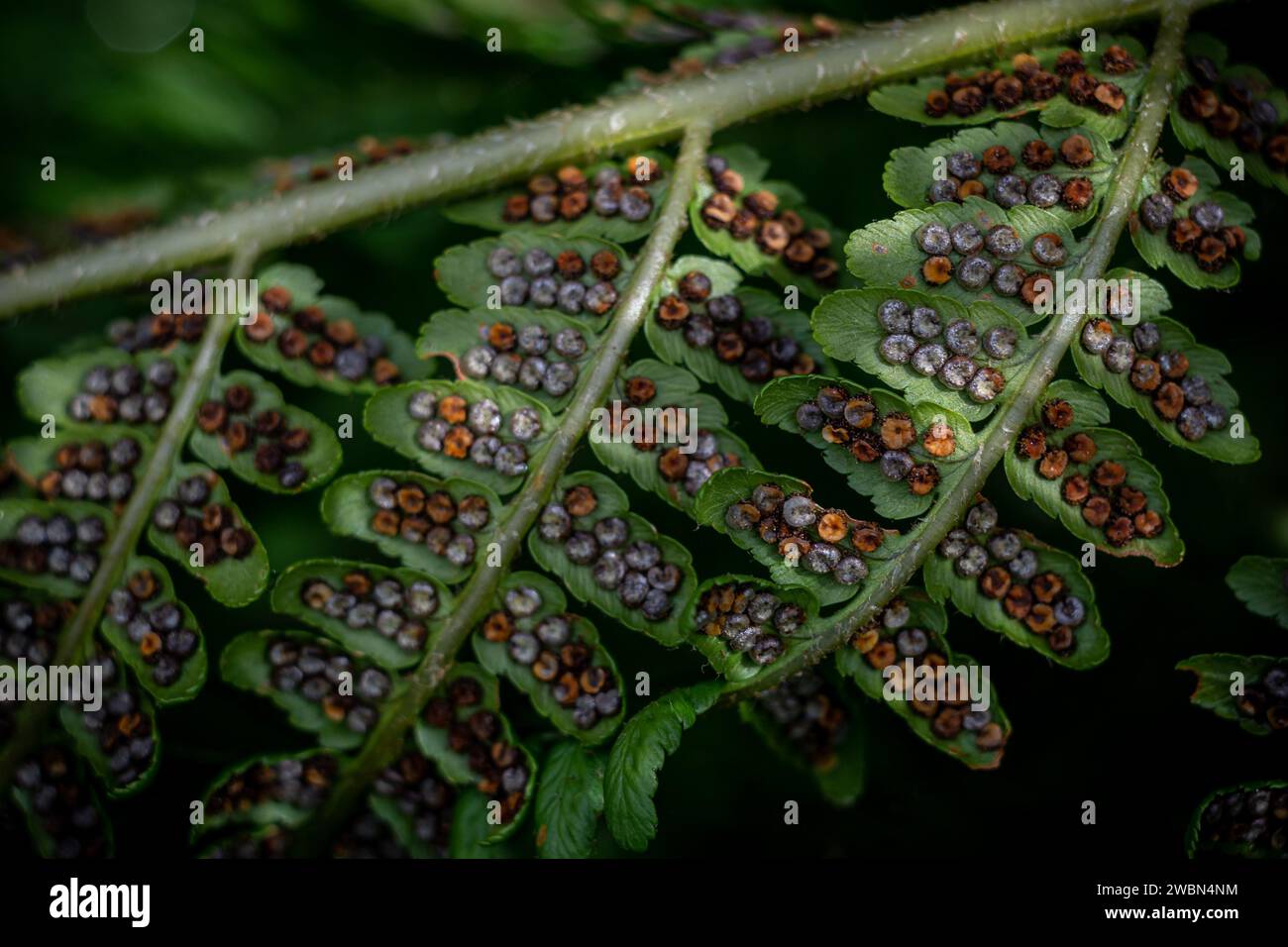 Rows of fern leaves in the Austrian forest, fern seeds, macro photography Stock Photo