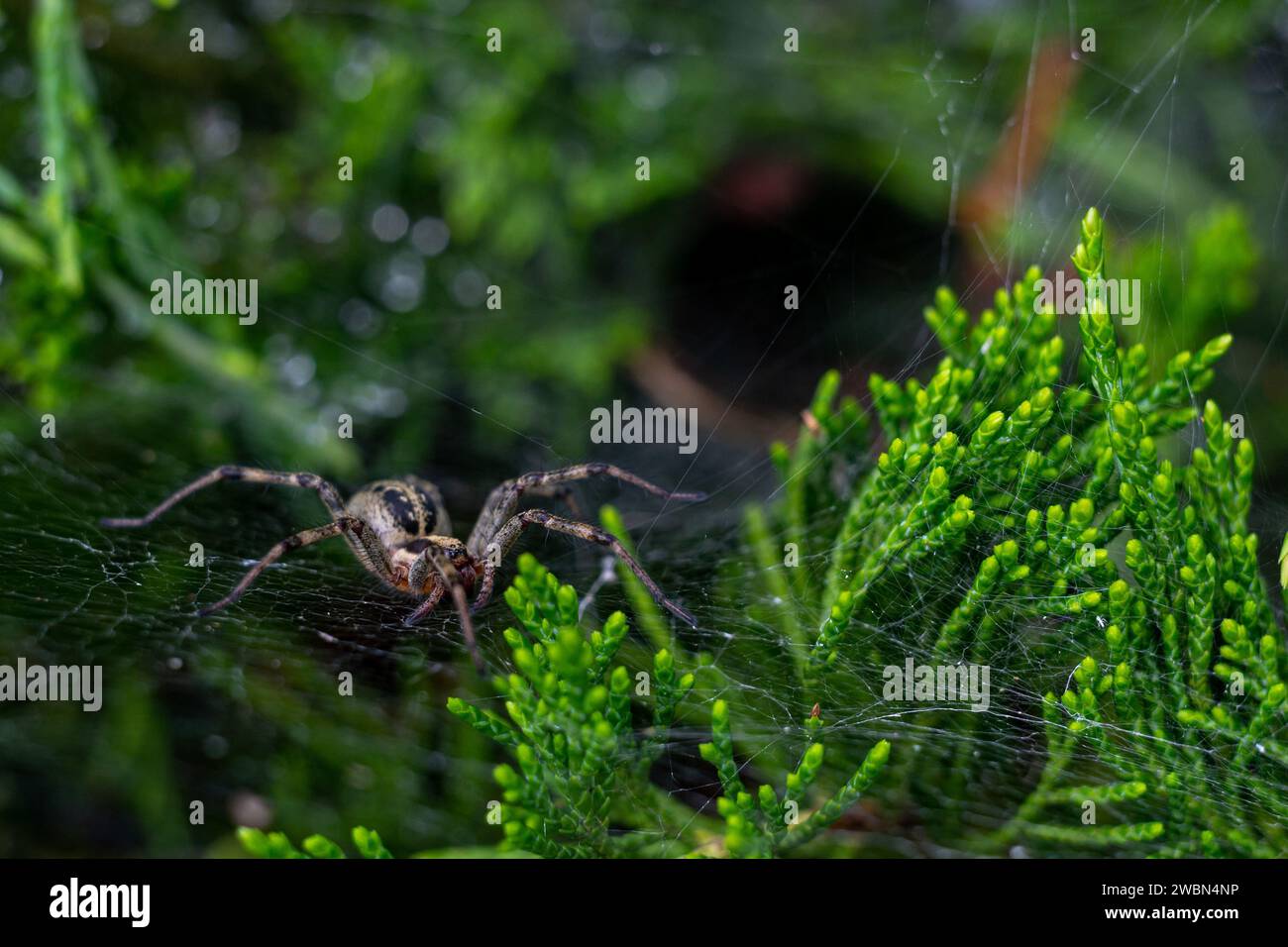 Funnel spider at the threshold of its mink Stock Photo