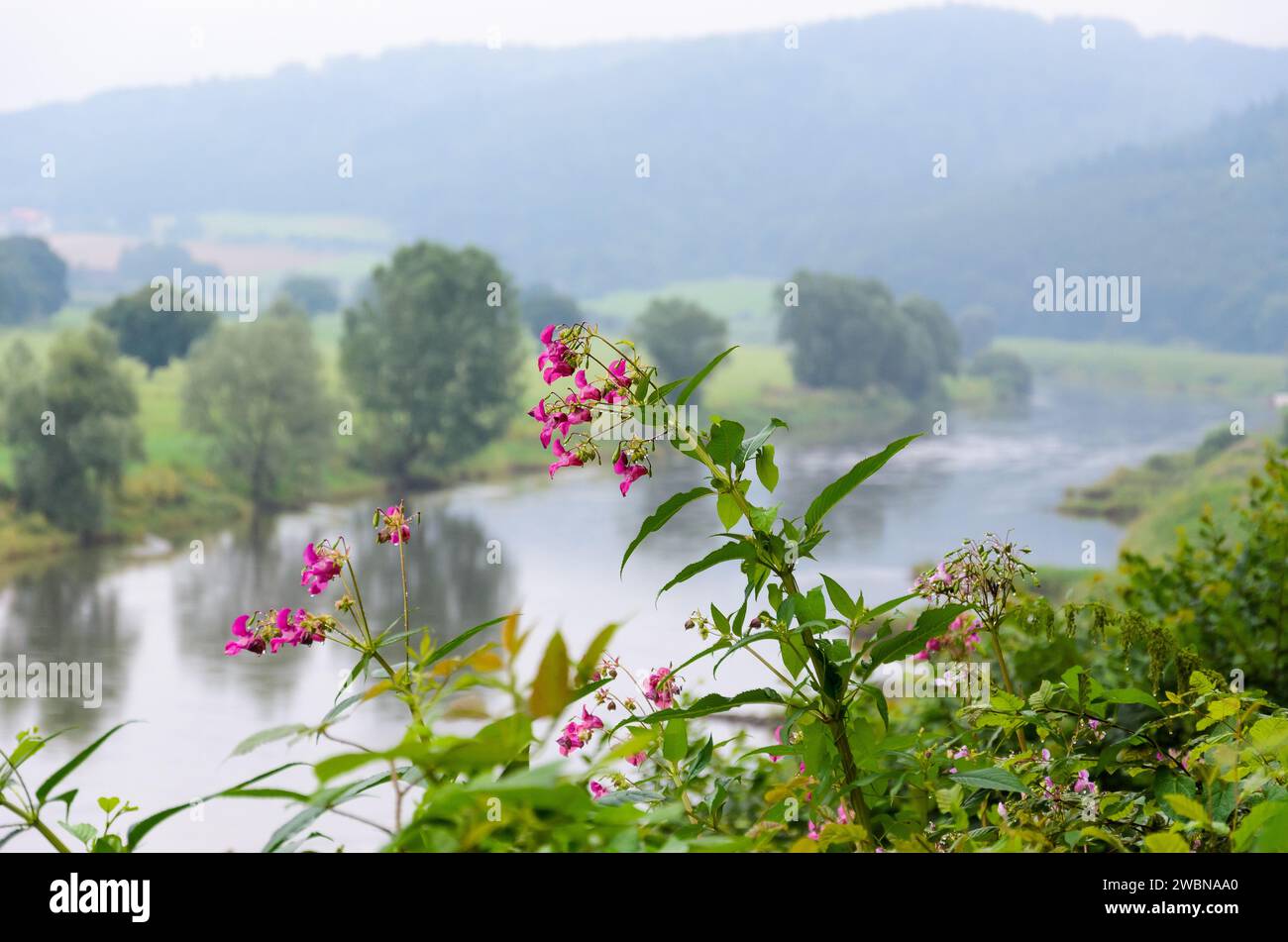 Close-up of a flowering balsam or Indian balsam, red balsam, (ineImpatiens glandulifera) against a blurred background in the Weser river valley Stock Photo