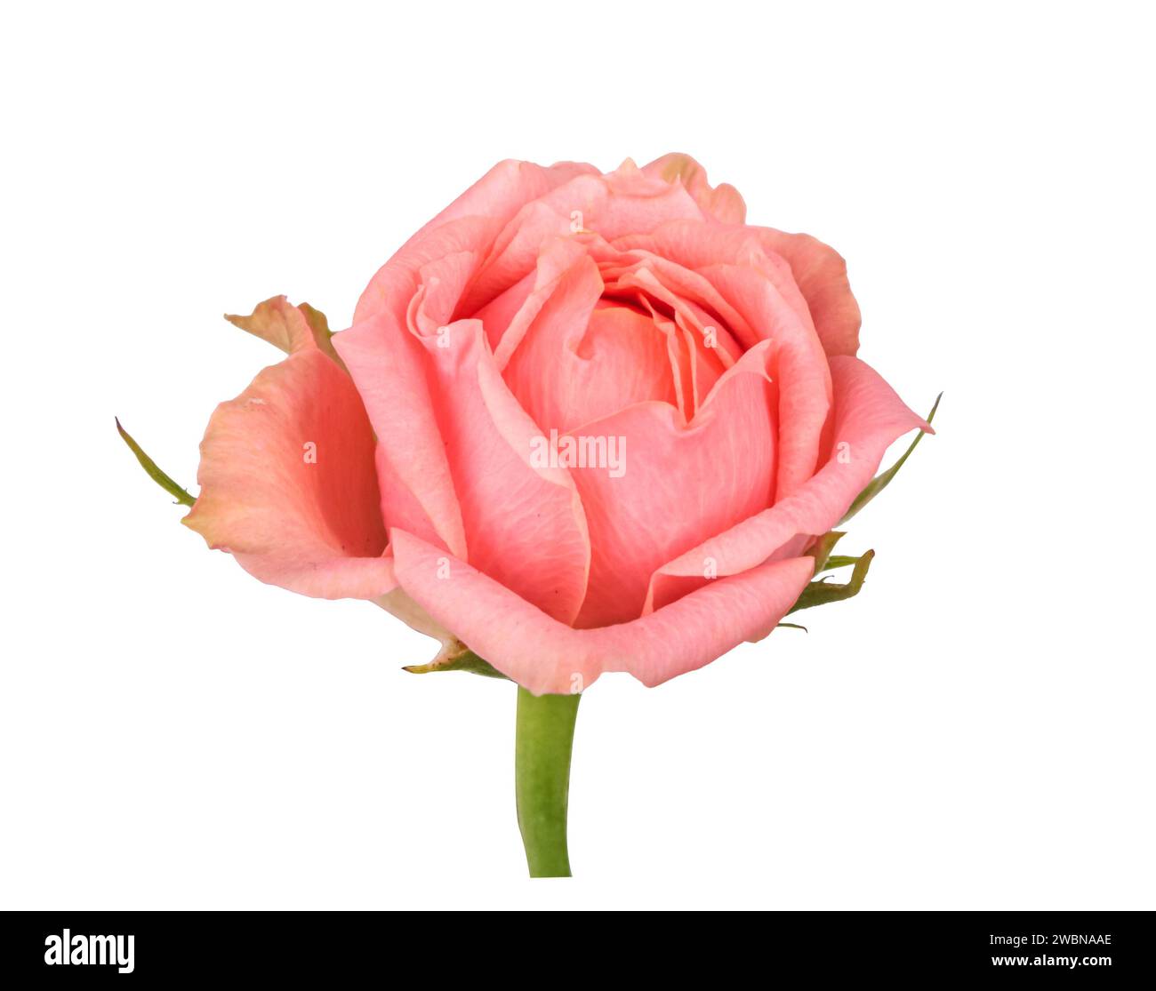 Delicate pink rose with leaves isolated on white background. Beautiful pink rose blossom with clipping mask. Stock Photo
