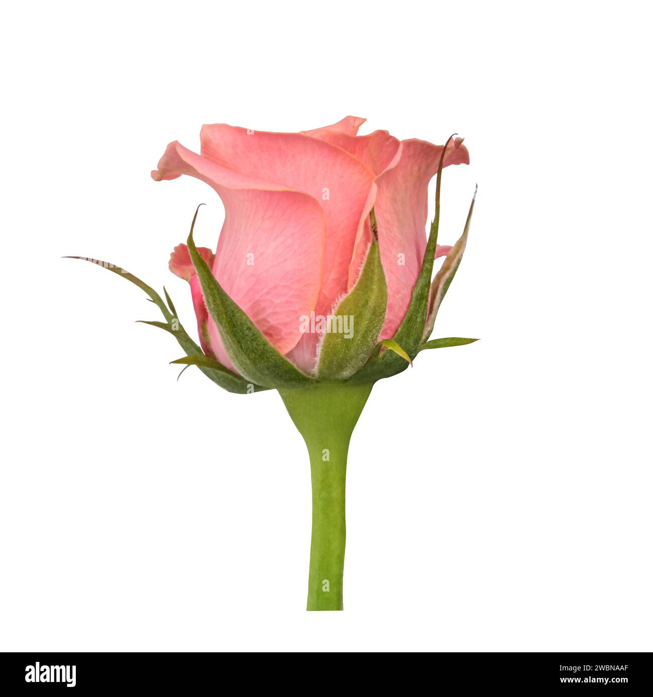 Closeup Tiny Pink Rose Bud Isolated on White Background with clipping path. Element for Valentine's Day, Mother's Day card design. Stock Photo