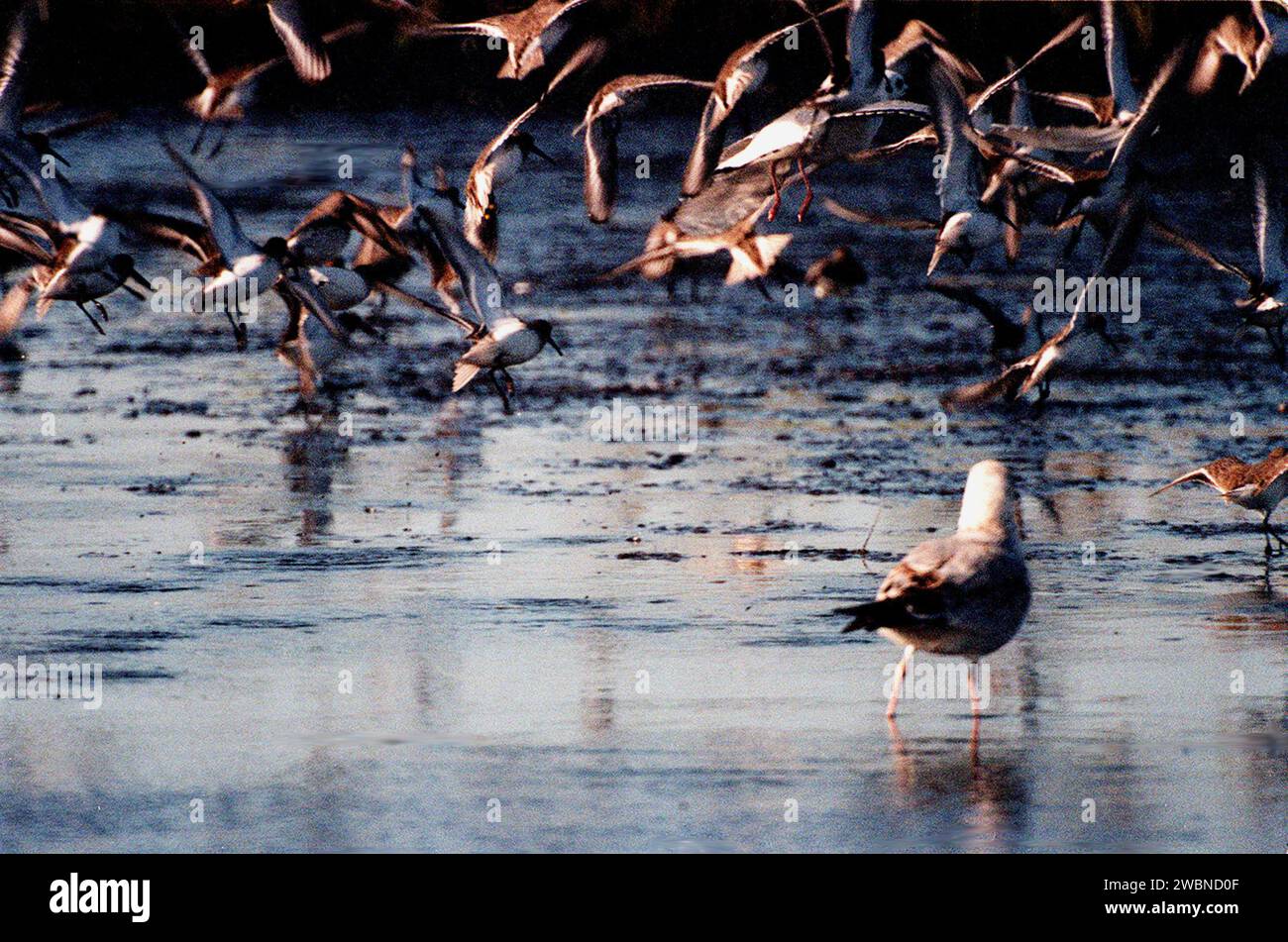 Merritt island beaches hi-res stock photography and images - Alamy