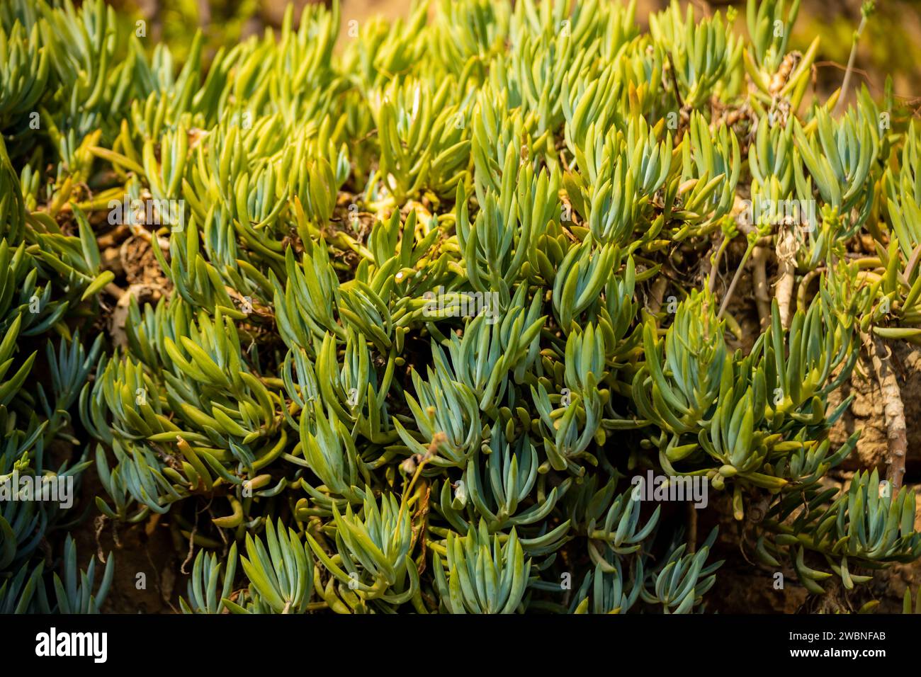 Curio repens, syn. Senecio serpens, is a species of the genus Curio in the Asteraceae family. A succulent plant. High quality photo Stock Photo