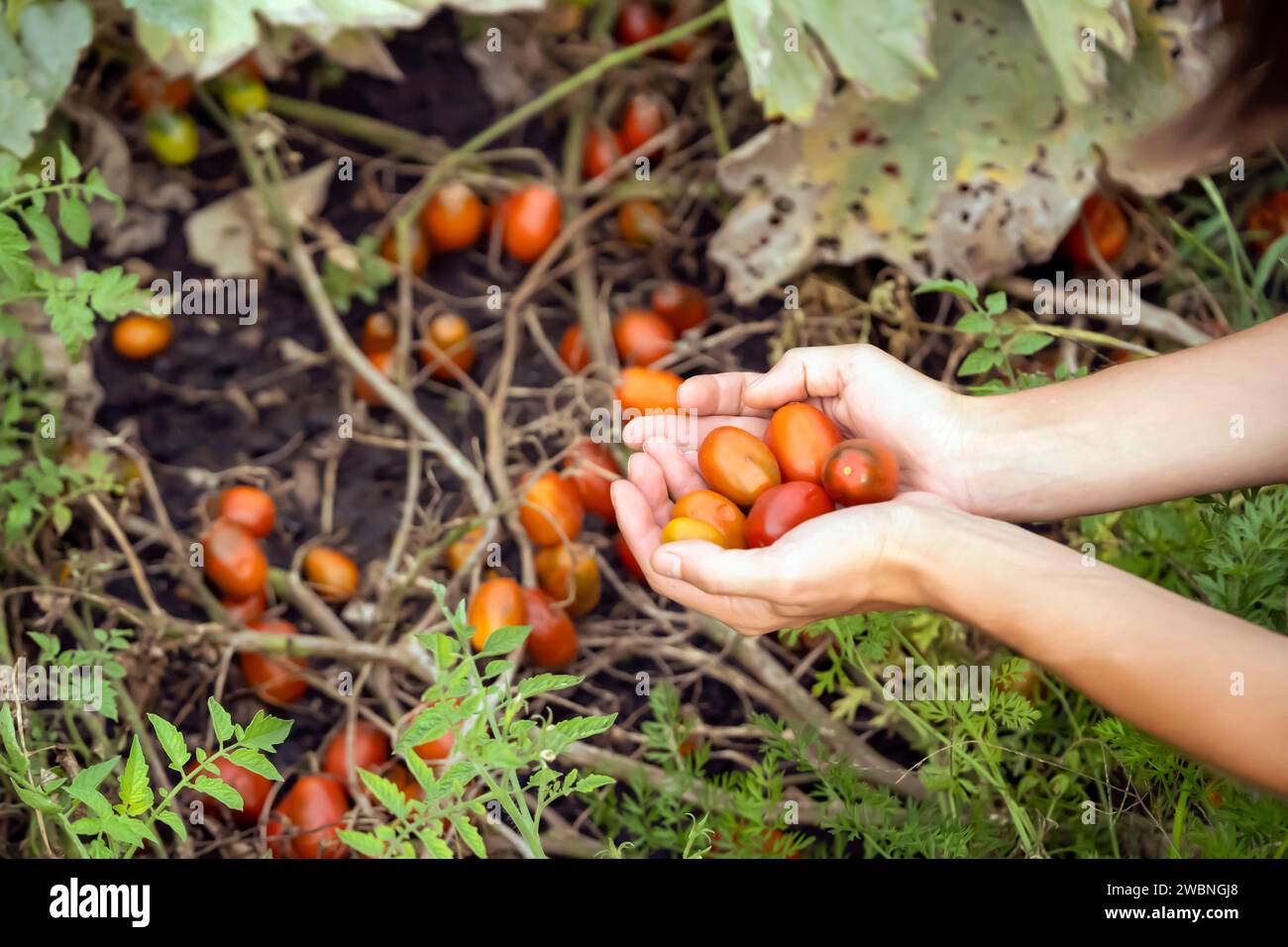Female hands hold harvested tomatoes from a vegetable garden Stock ...