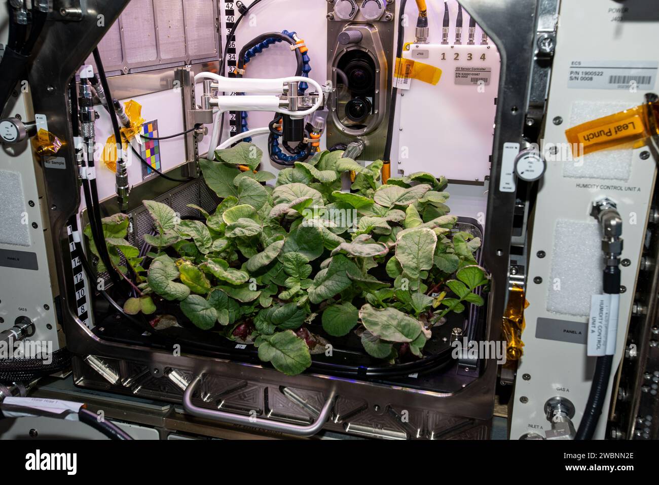 Plant habitat 02 hi-res stock photography and images - Alamy