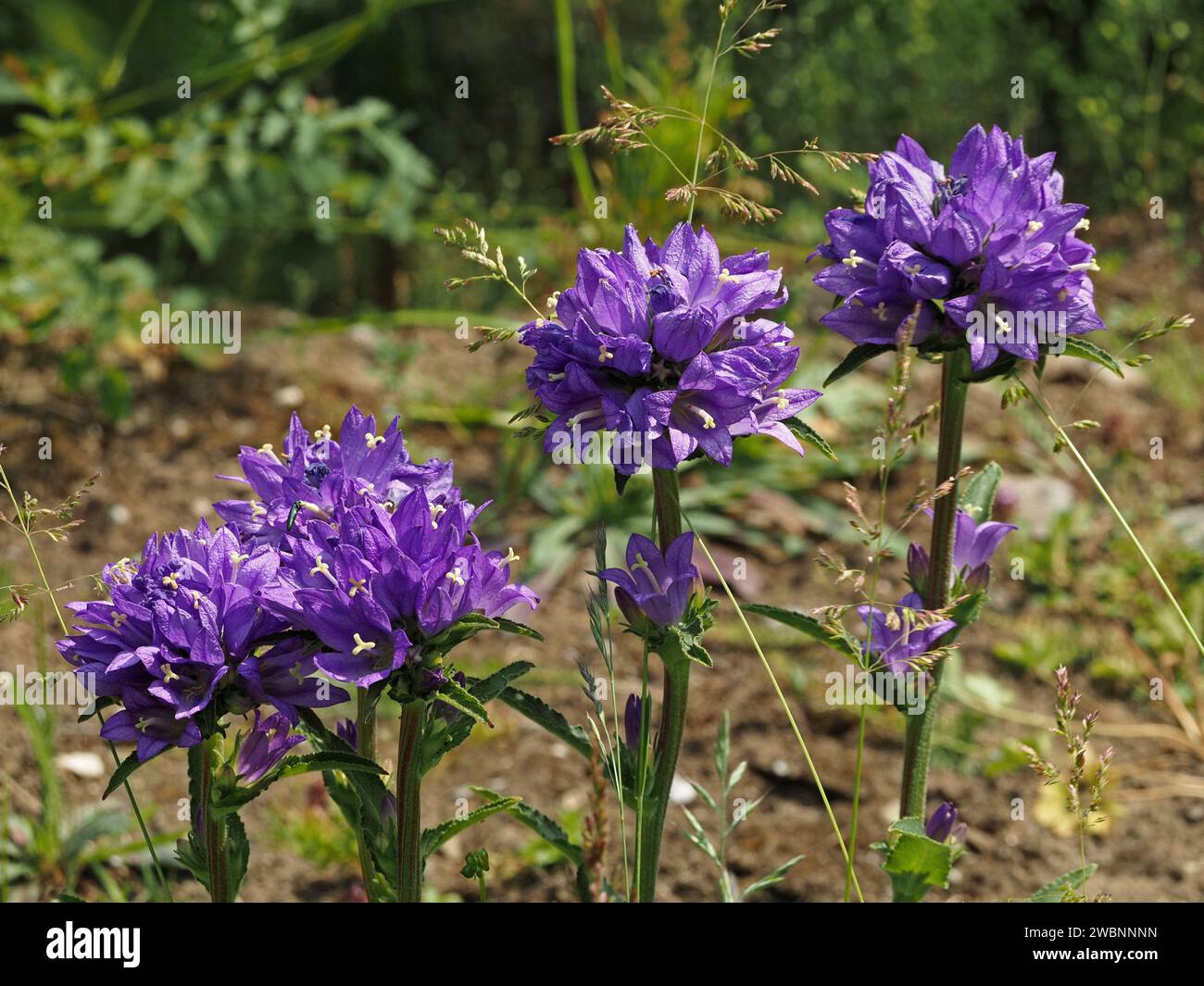 five 5 flowerheads of Clustered Bellflower (Campanula glomerata) growing in foothills of Italian Alps, Italy, Europe Stock Photo