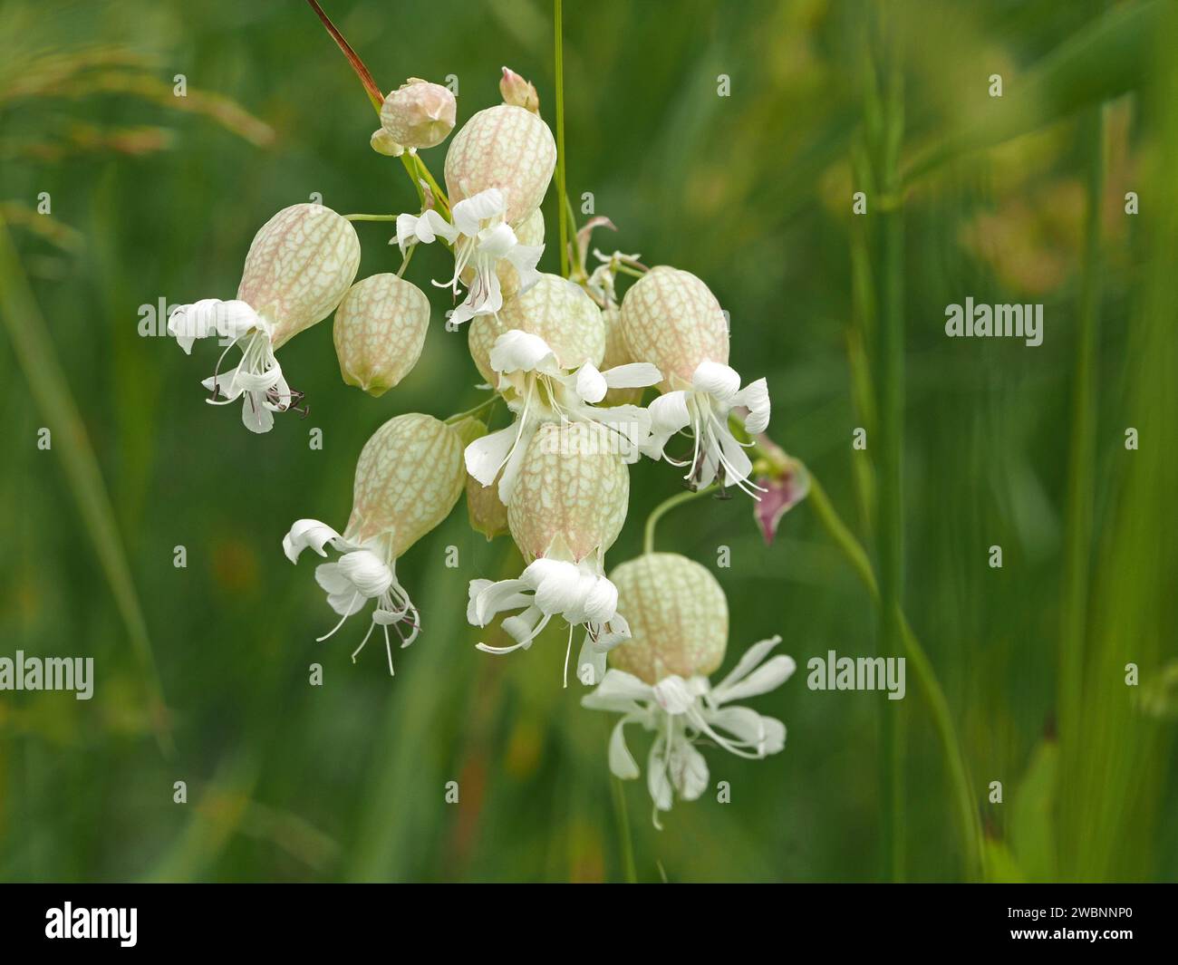 white flowers of Silene vulgaris, the bladder campion or maidenstears growing in meadow in the Italian Alps, Italy, Europe Stock Photo