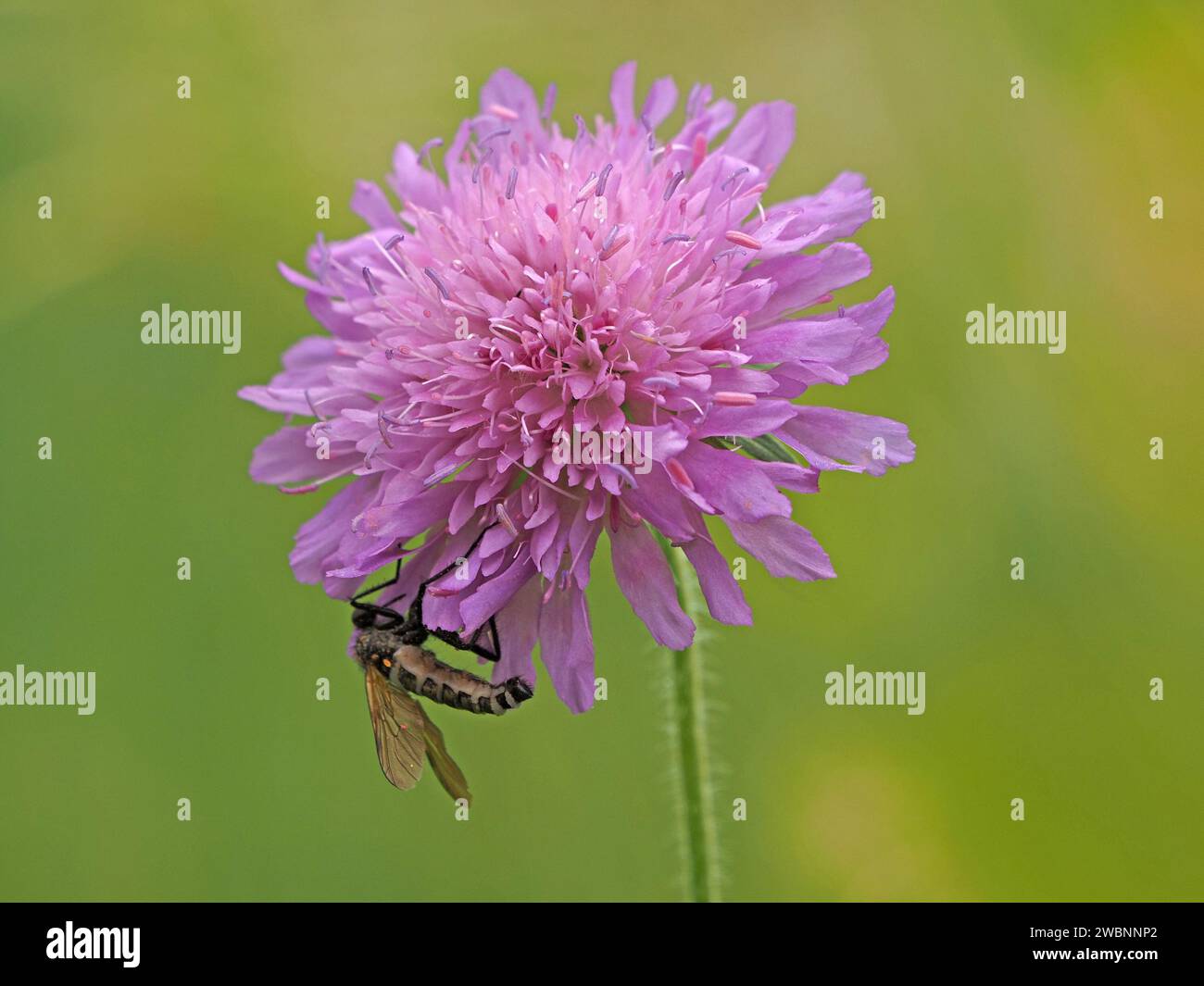 fly with striped abdomen on pink lilac Field Scabious flower (Knautia arvensis) - in wildflower meadow in Italian Alps, Italy, Europe Stock Photo