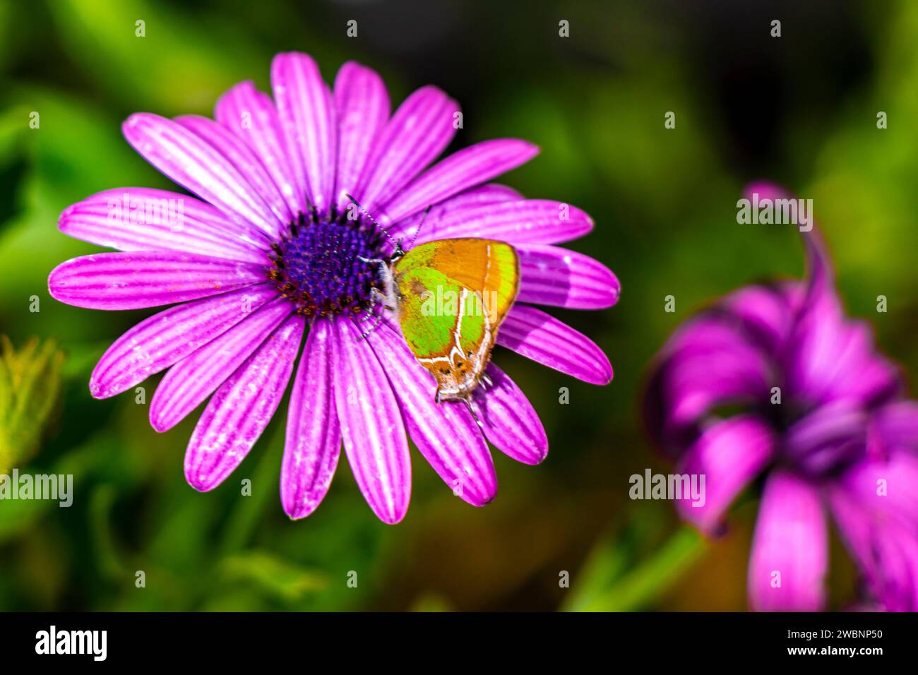 Beautiful Green Yellow Butterfly Moth On Purple Flower In Garden In ...
