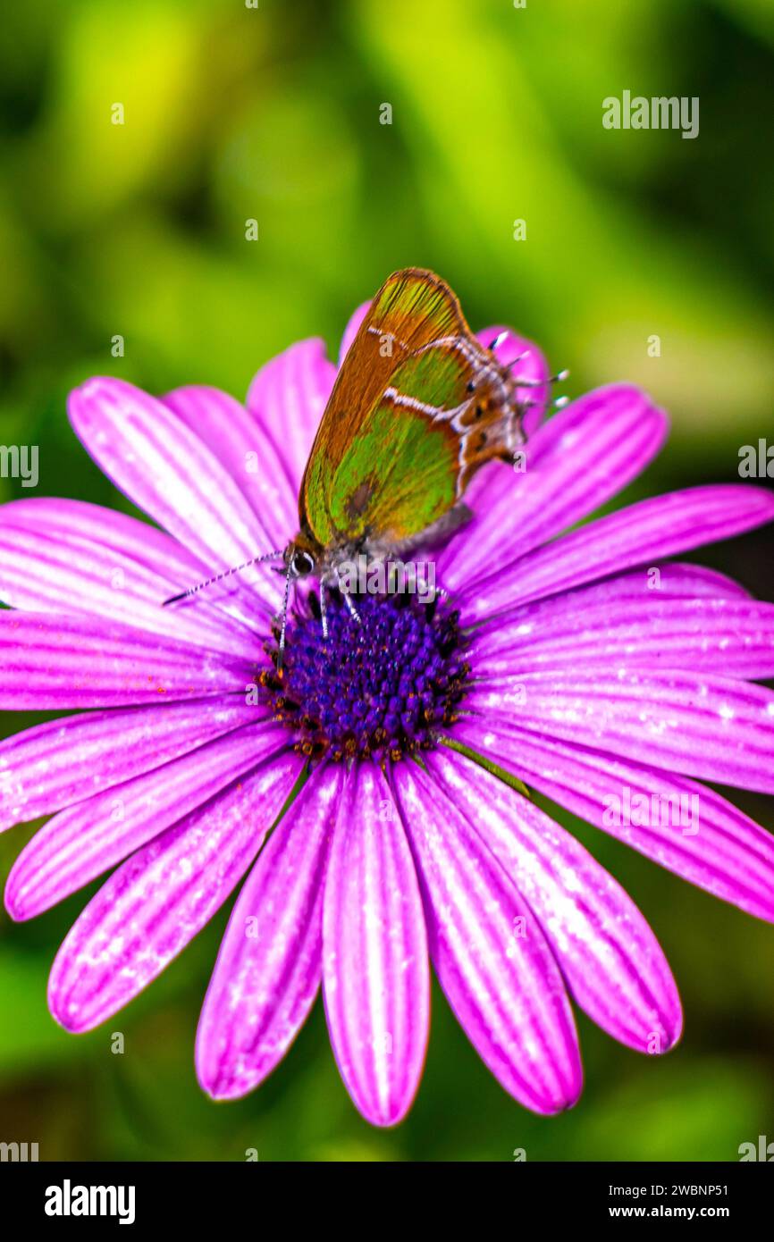Beautiful Green Yellow Butterfly Moth On Purple Flower In Garden In ...