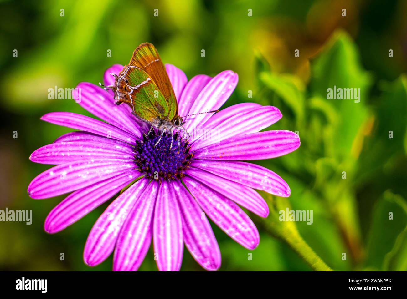 Beautiful Green Yellow Butterfly Moth On Purple Flower In Garden In ...